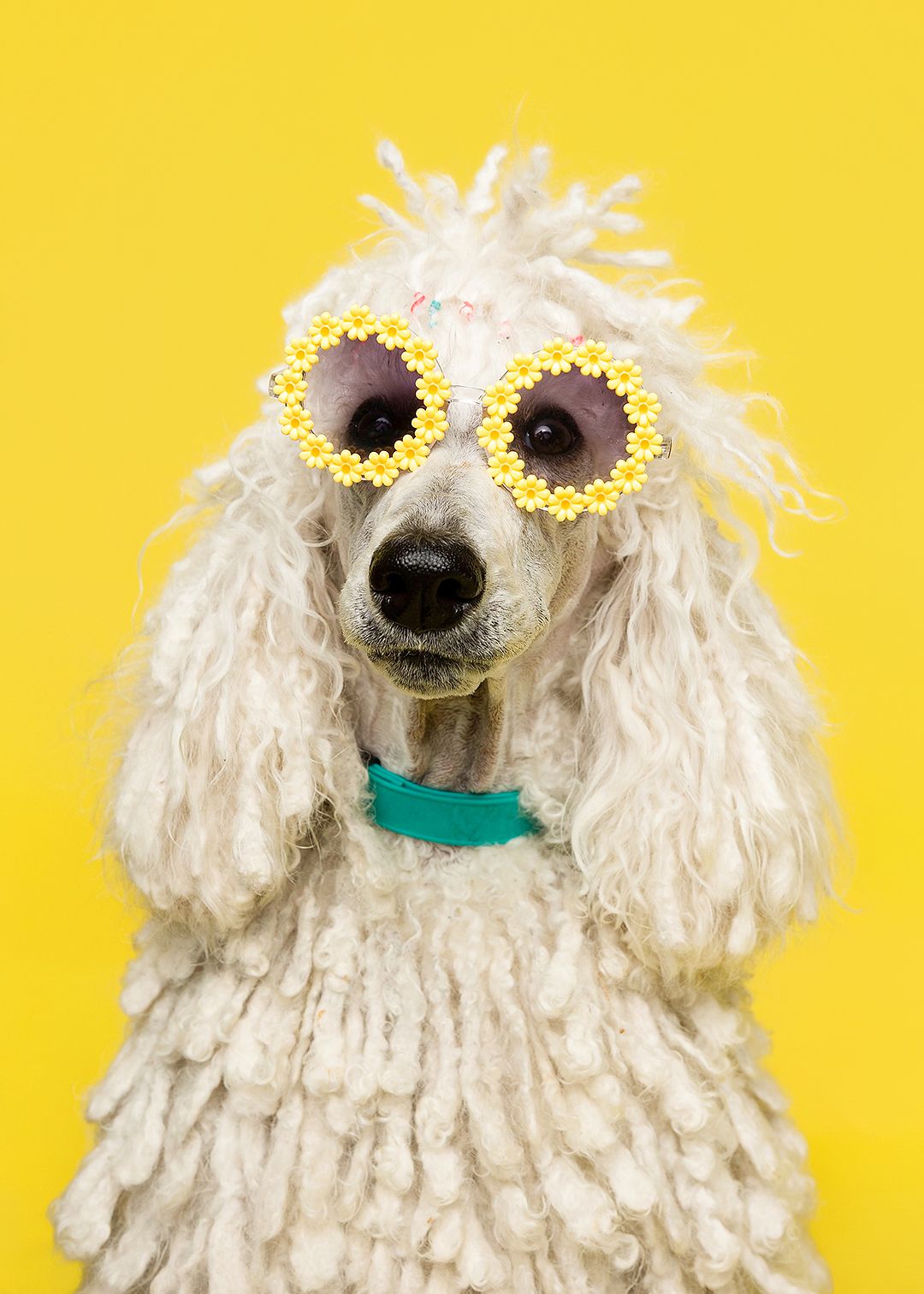 White poodle dog with fluffy fur shown in multiple poses against a bright yellow background.