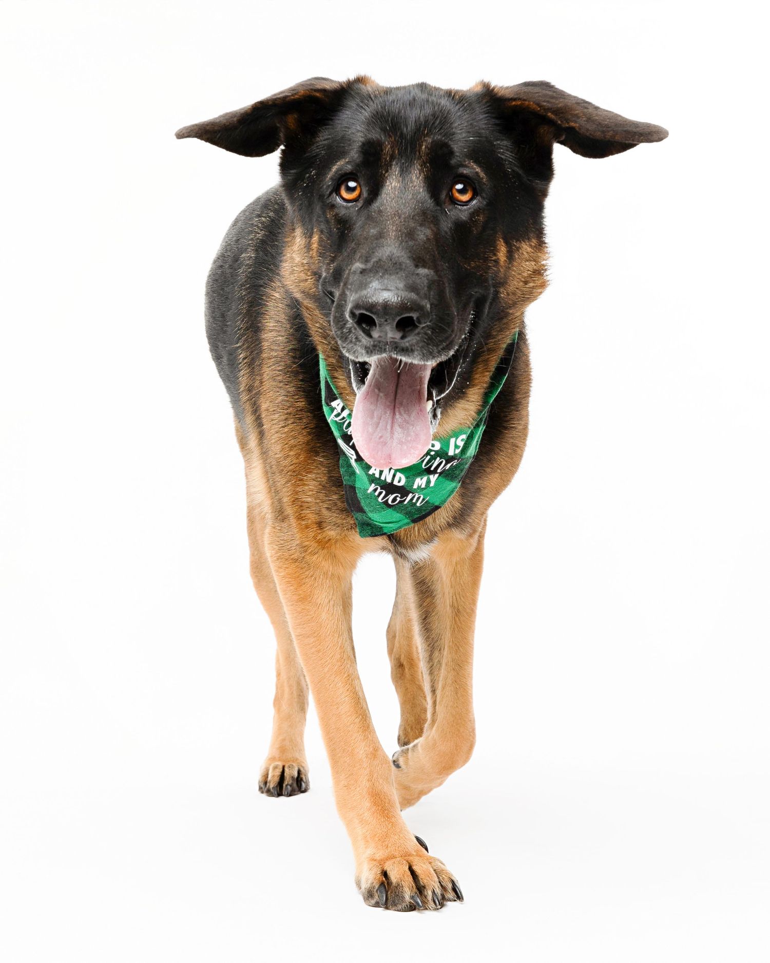 German Shepherd wearing green bandana walks forward on white background.