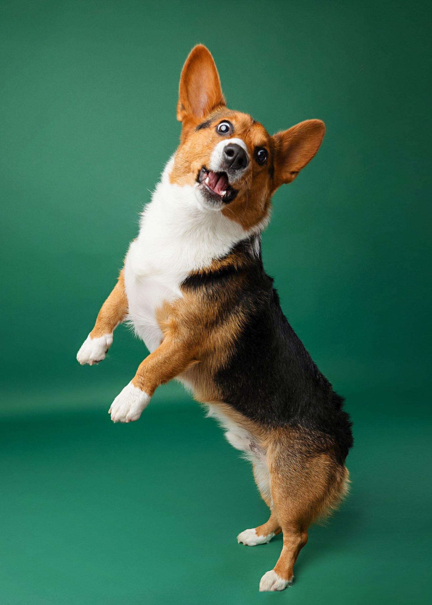 Playful Corgi dog jumping and posing against green studio background.