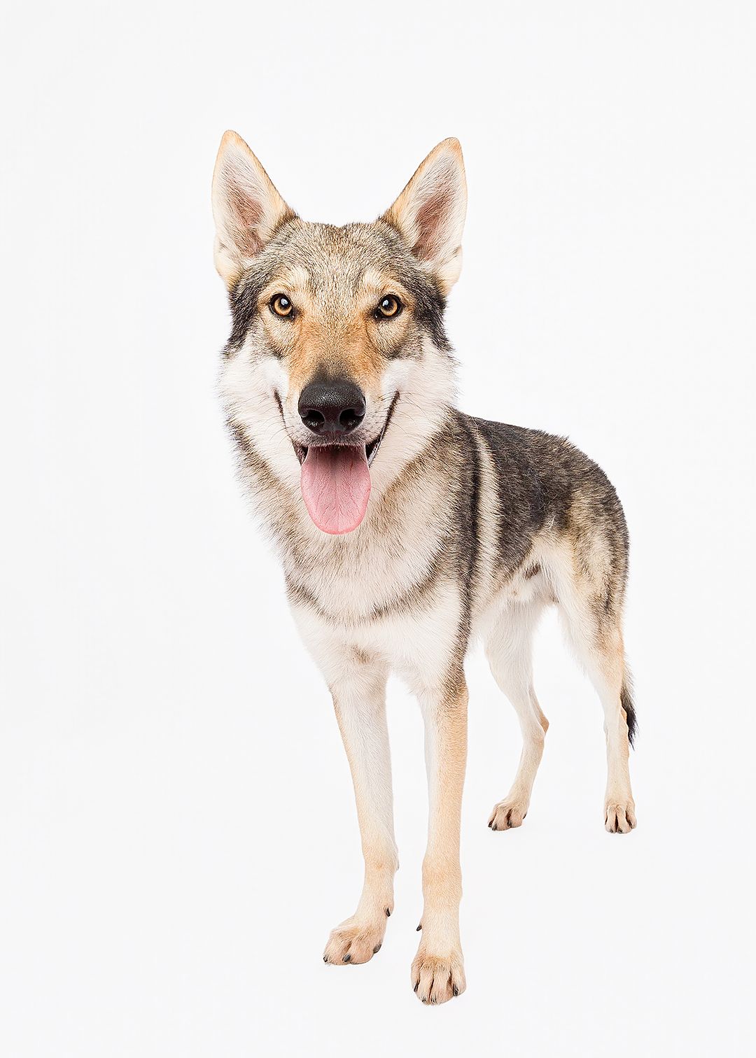 A series of four views of a wolf-like dog with tan and white fur showing different angles and poses.