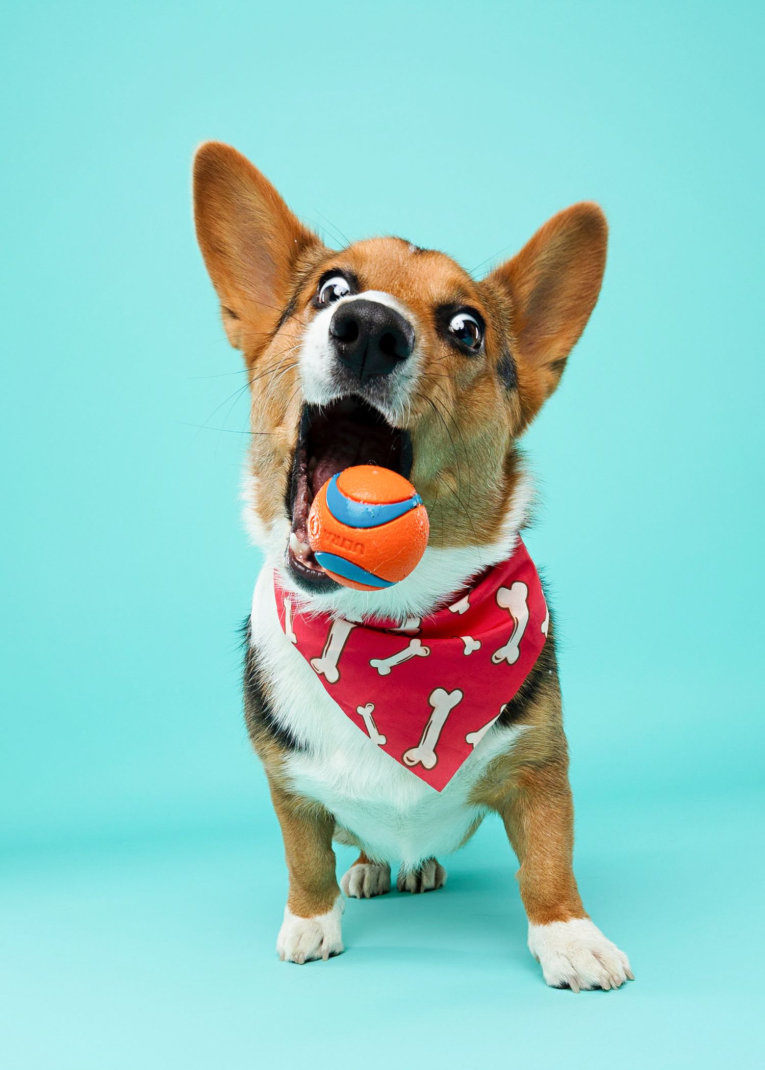 Corgi wearing red bone-print bandana playing with orange ball on turquoise background.