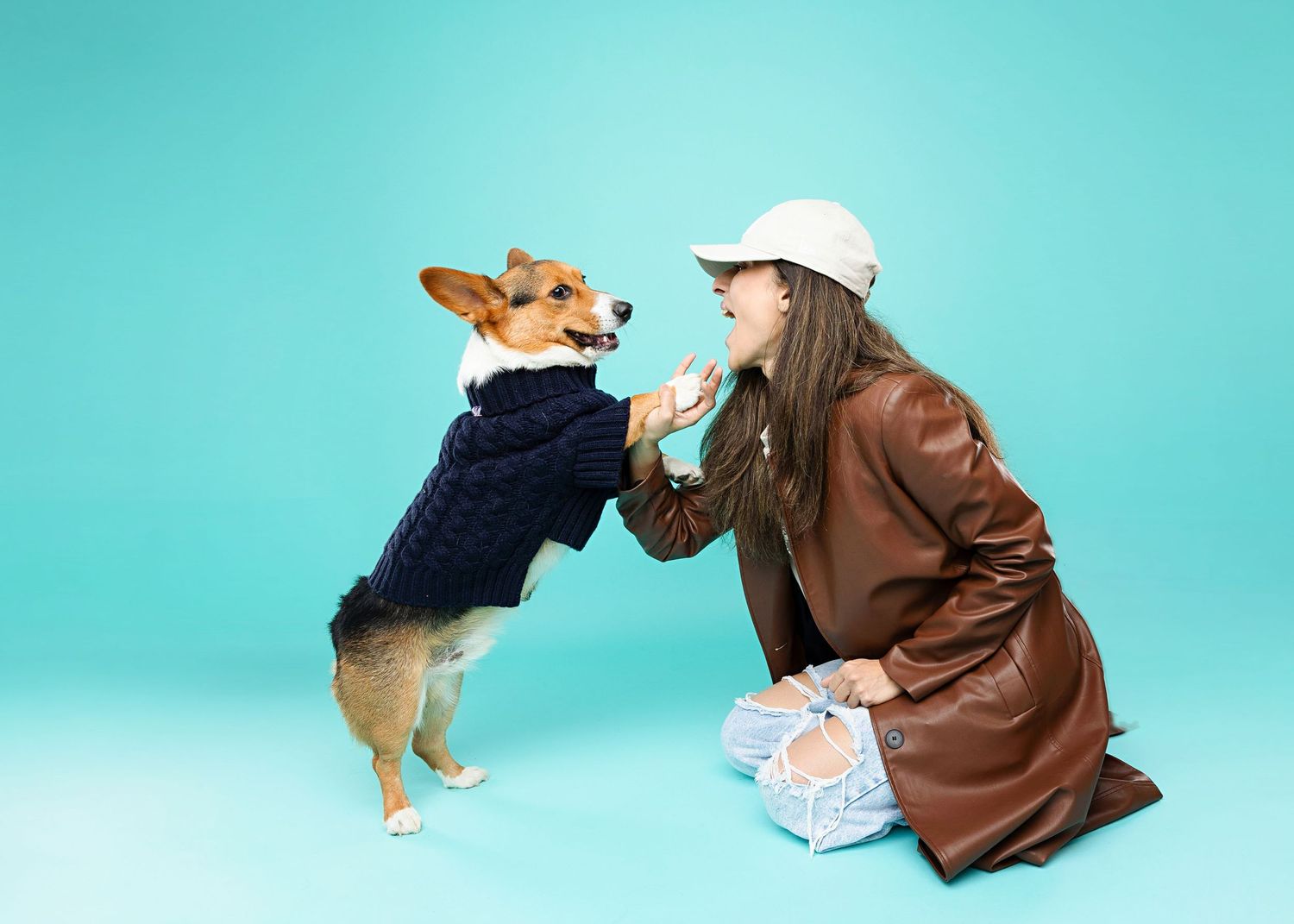 Corgi wearing casual outfit photographed in various poses against turquoise background.