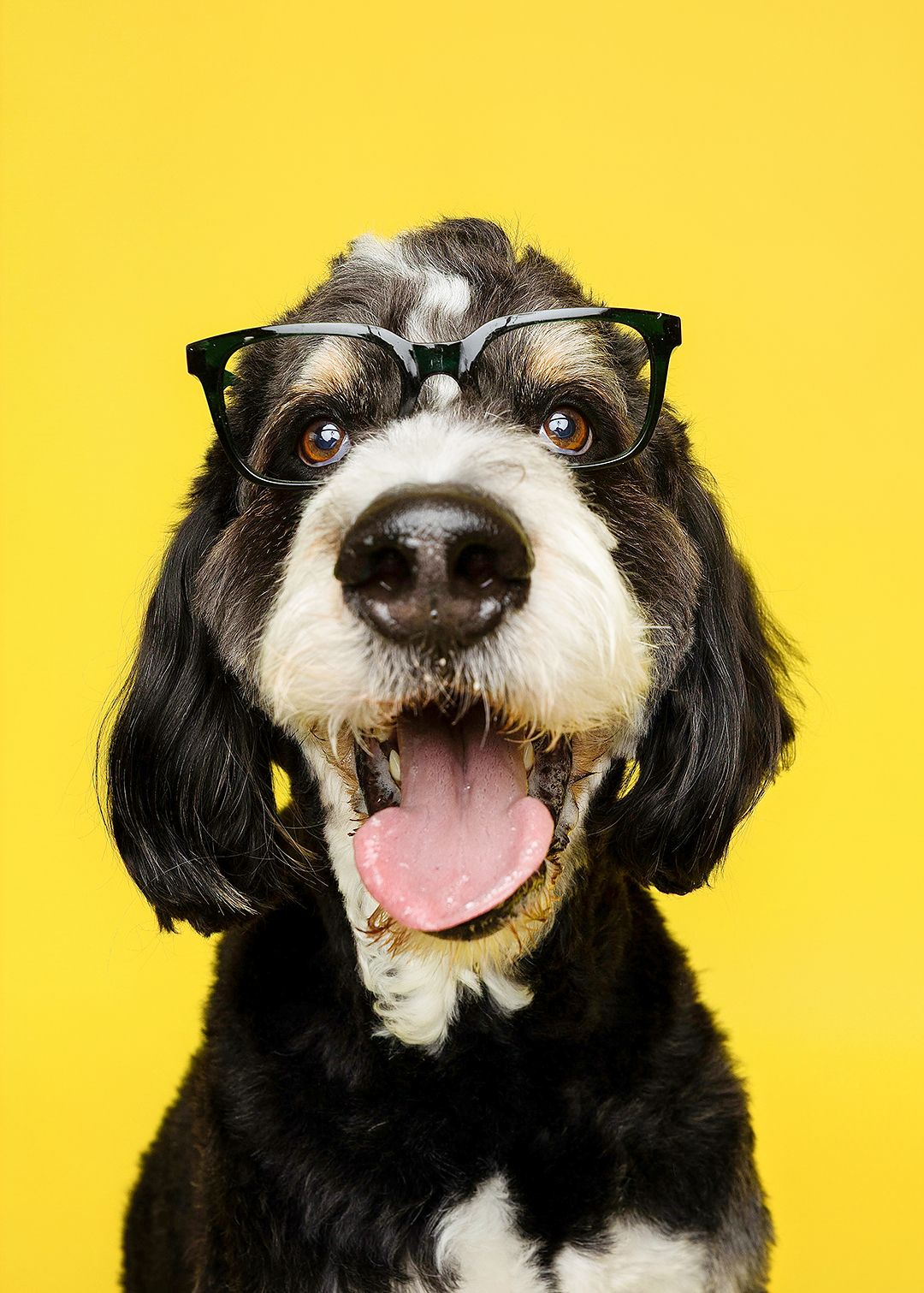 A black and white dog wearing glasses with a happy expression against a bright yellow background.