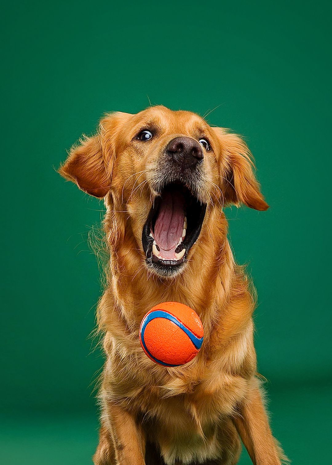 Golden retriever catches orange ball in mouth while playing against green background in dynamic action sequence.