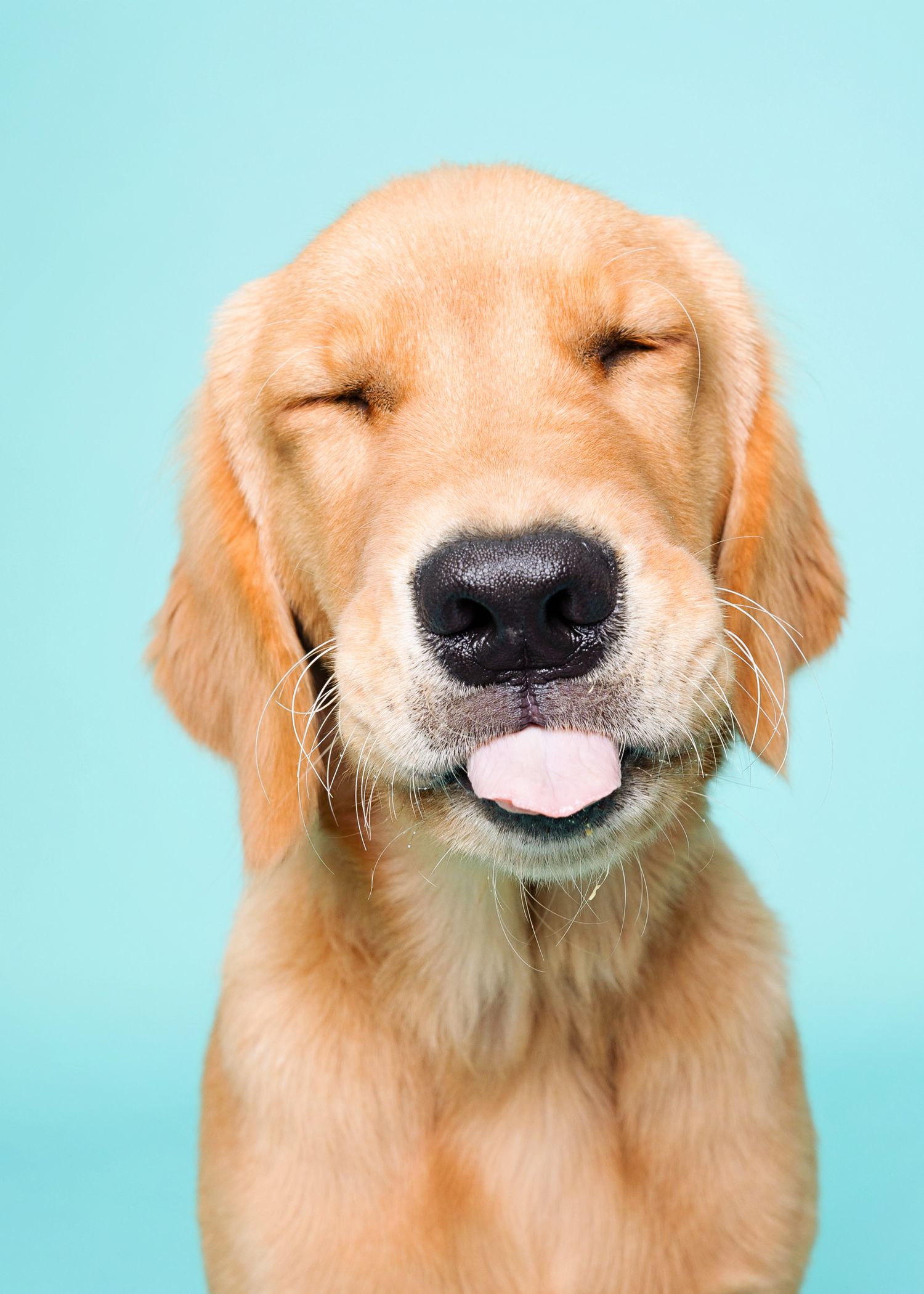 Golden Retriever making various happy expressions in sequence against turquoise background.