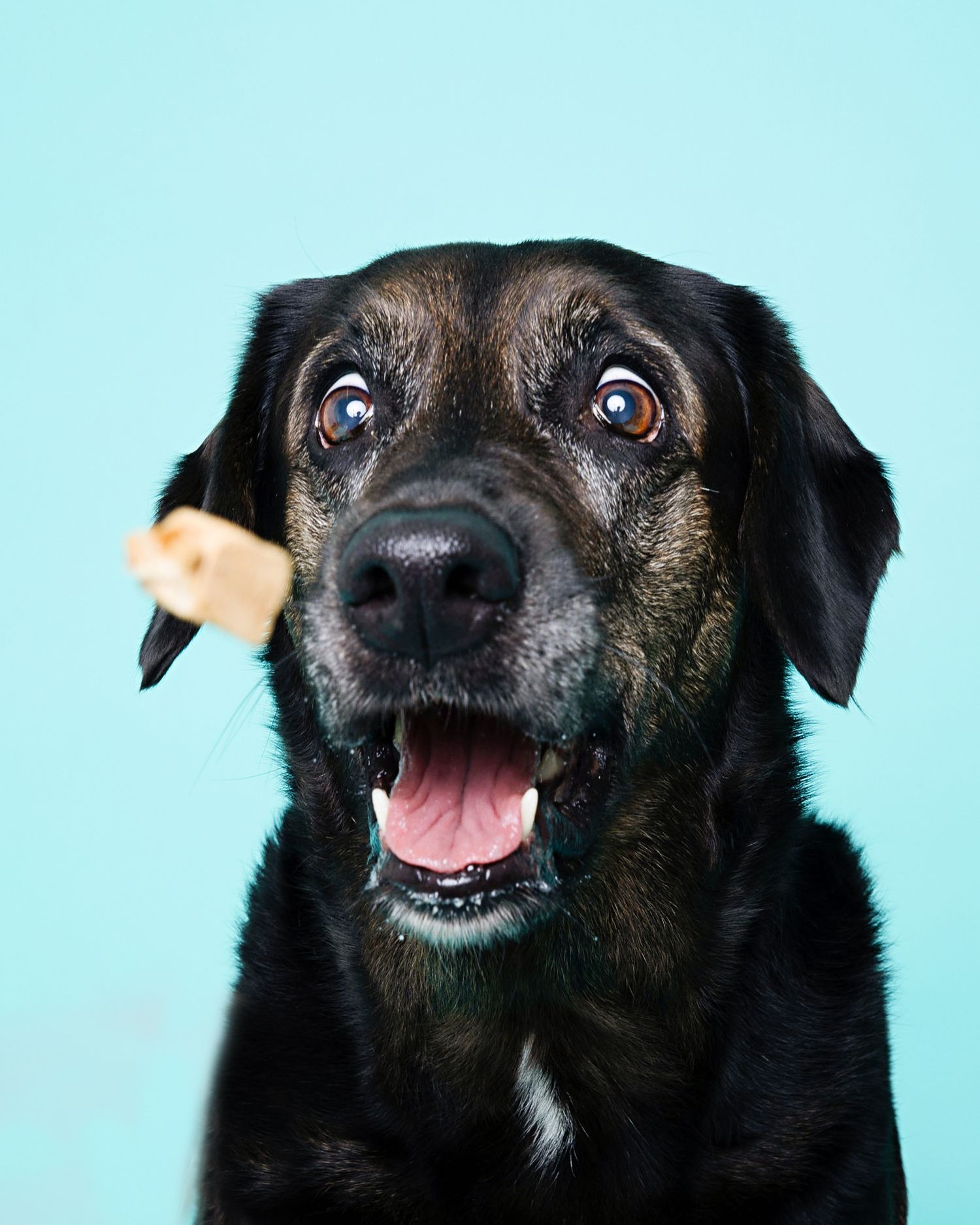 Black senior dog showing different playful expressions against light blue background.