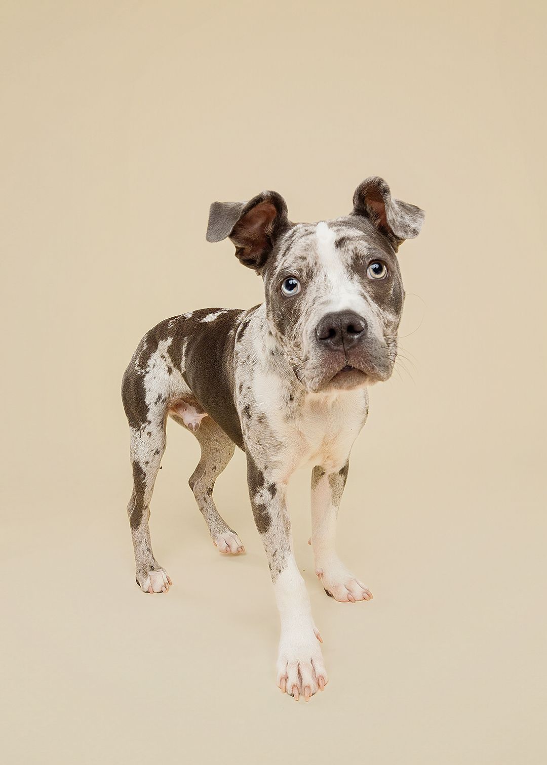 A spotted white and brown dog shown from different angles against a beige background.