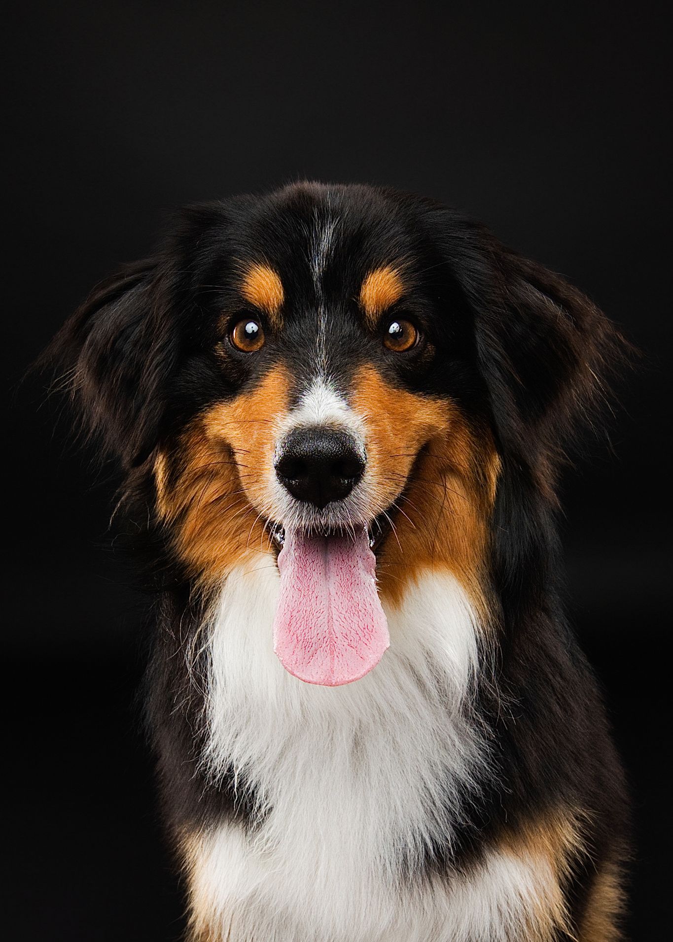 A happy Australian Shepherd dog with tri-colored fur and distinctive amber eyes poses against a dark background.