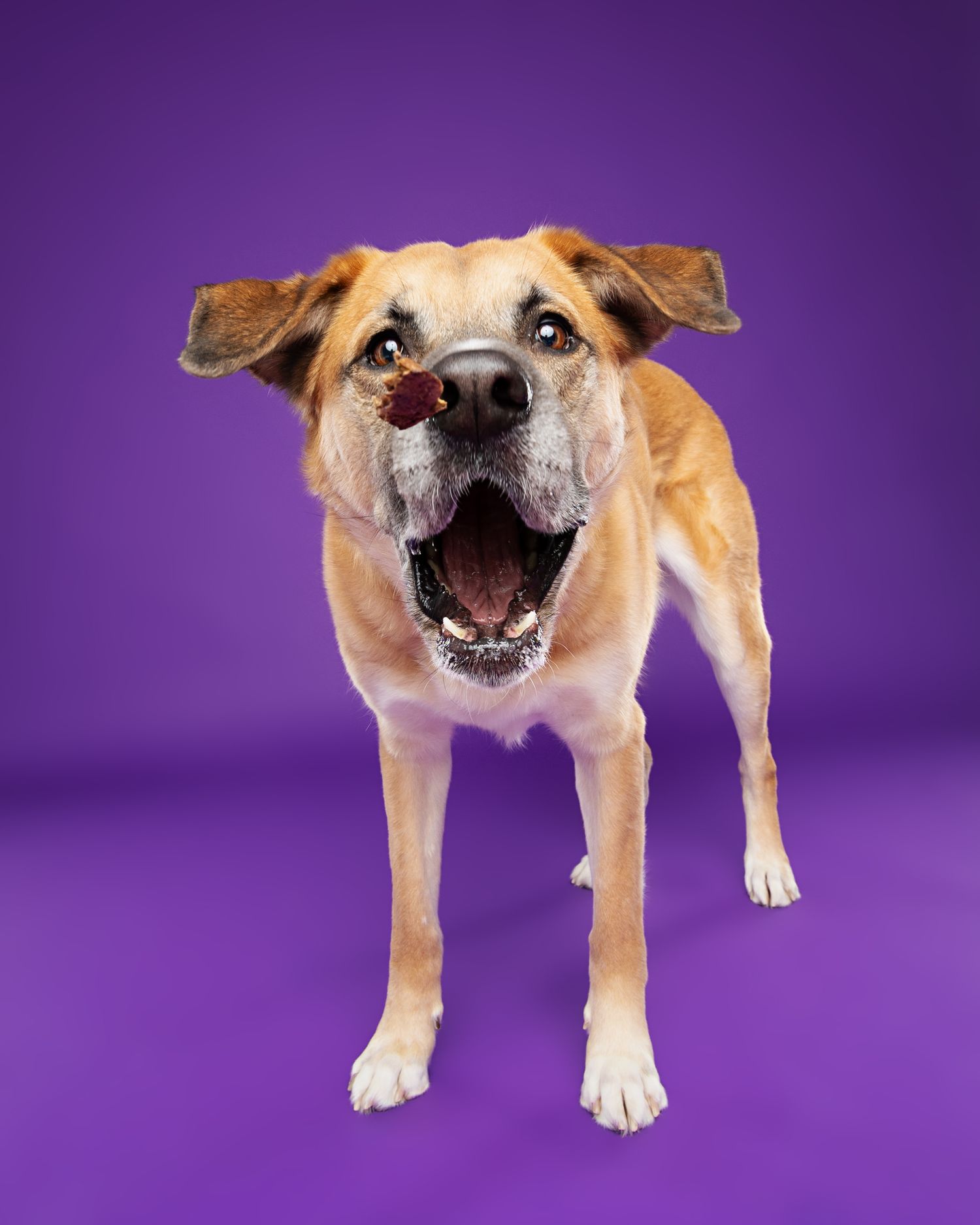 Tan colored dog making silly faces in sequence against purple studio background.