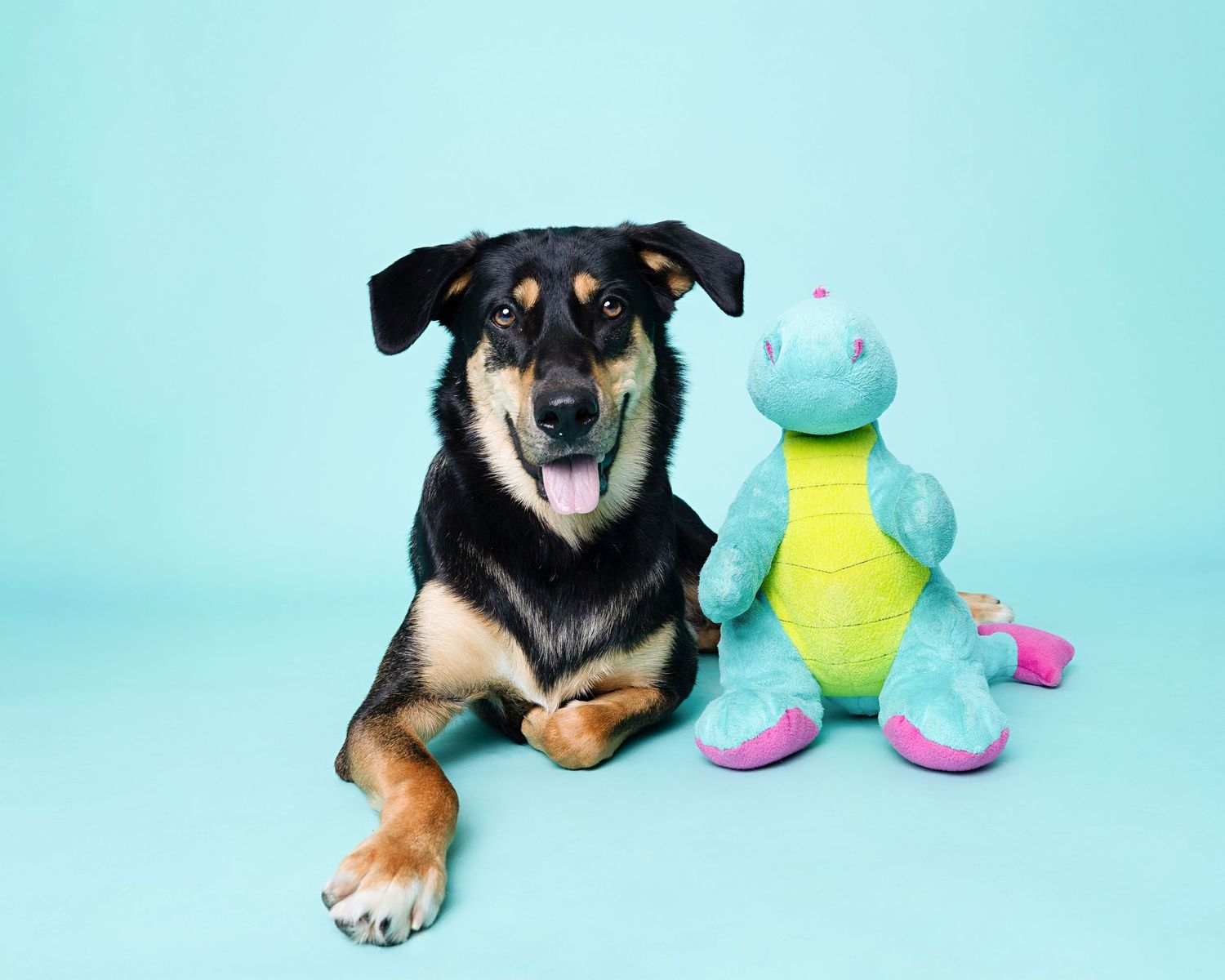 Black and tan dog relaxing with colorful plush toys on turquoise background.
