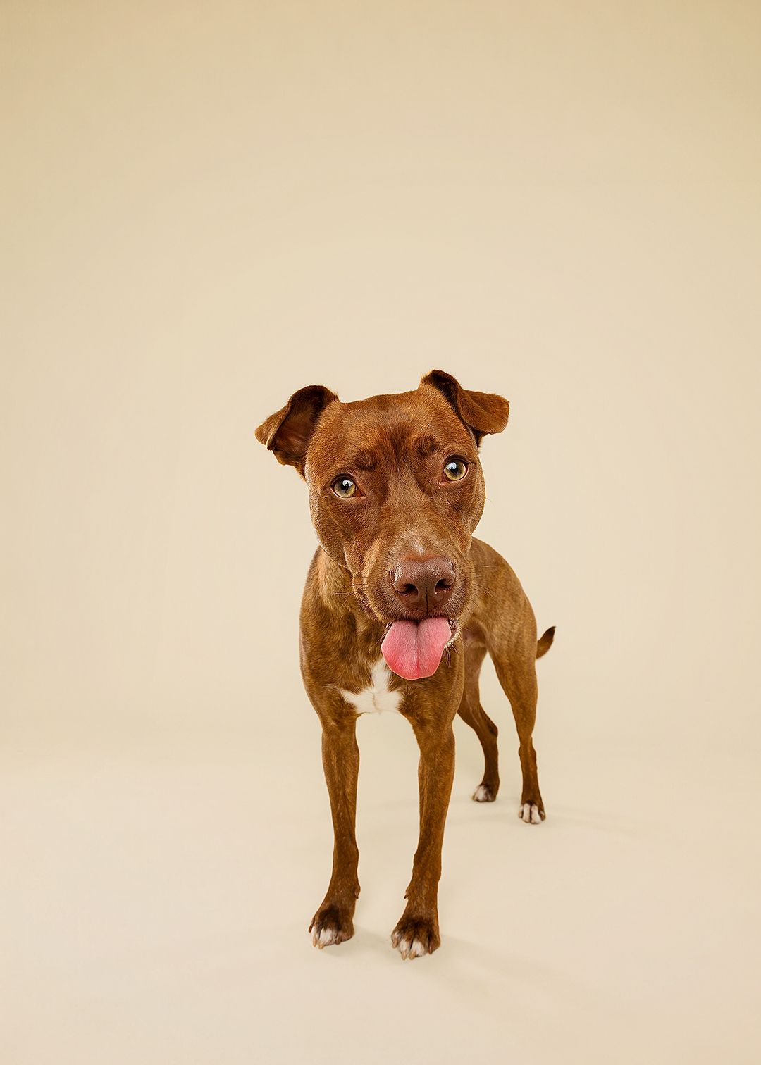 A brown pit bull type dog shown in three different poses against a cream colored background.