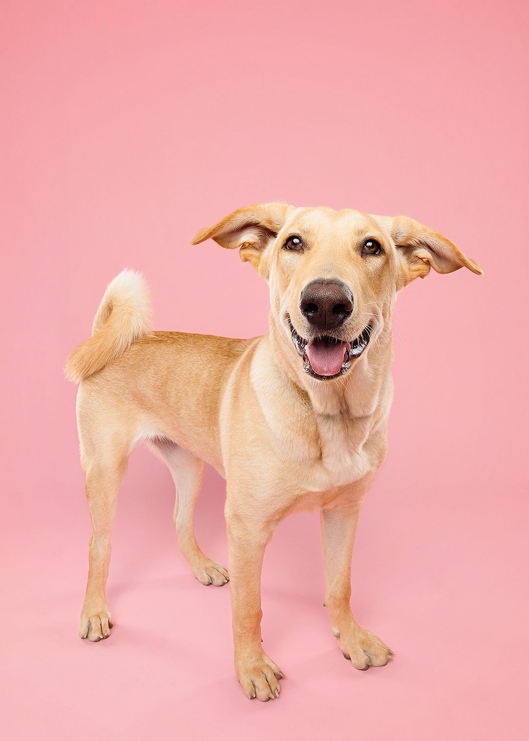 A happy yellow Labrador dog shown from different angles against a pink background, displaying playful and cheerful expressions.