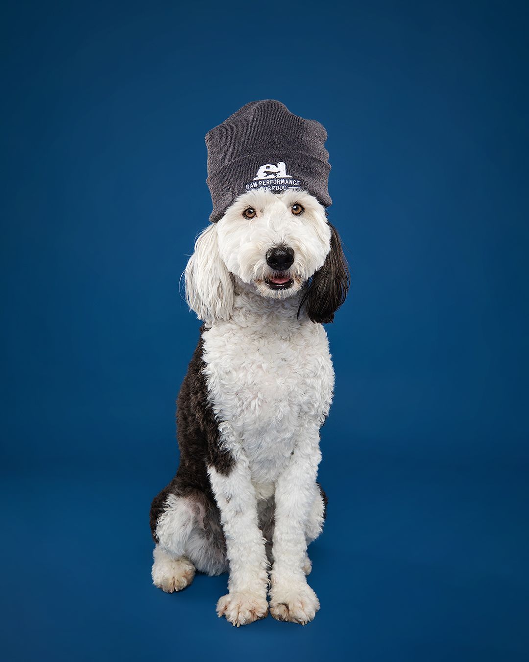 A white and black Old English Sheepdog wearing a gray knit beanie poses against a blue studio background.