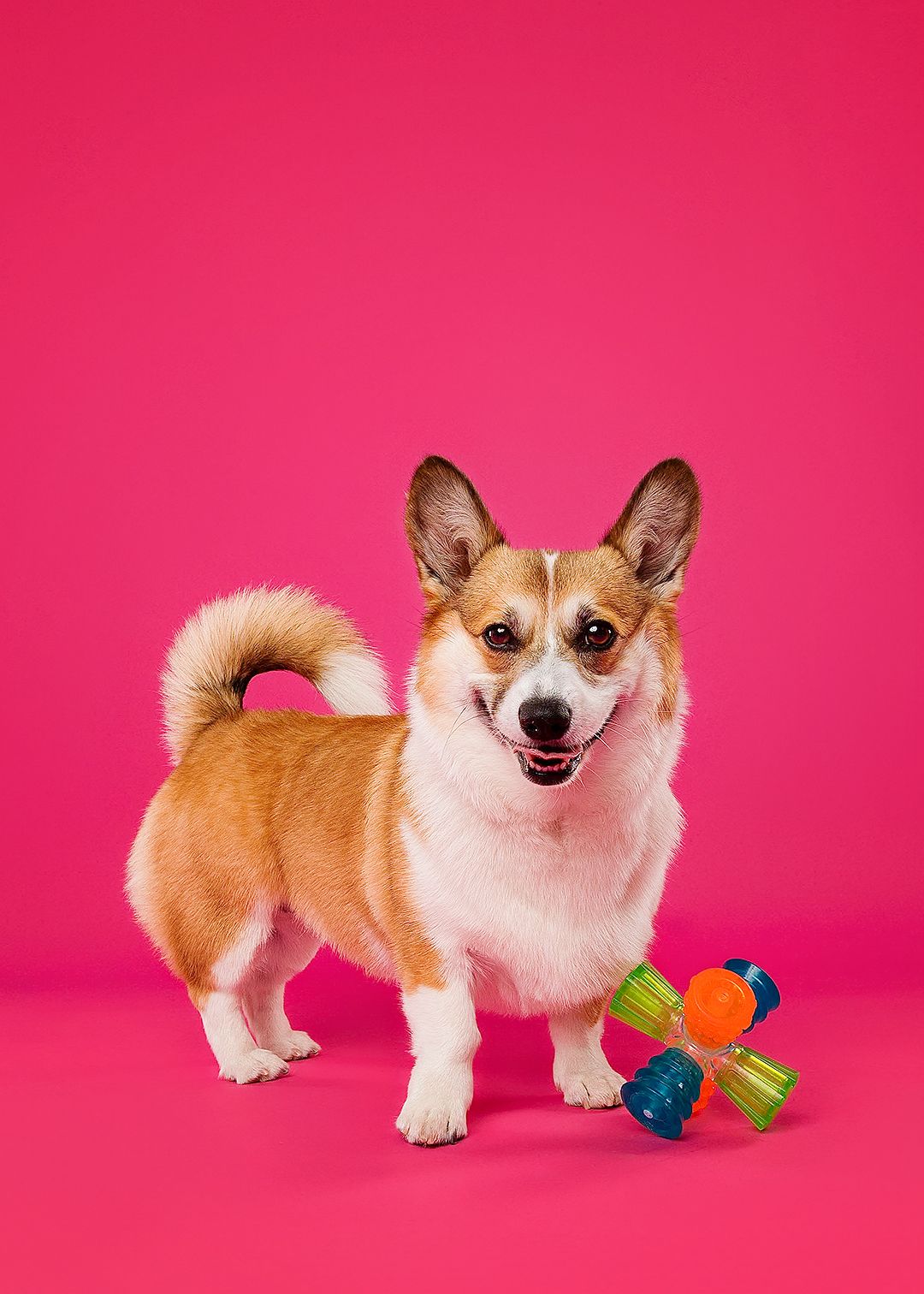 Corgi puppy plays with colorful toy against bright pink background in sequential poses.