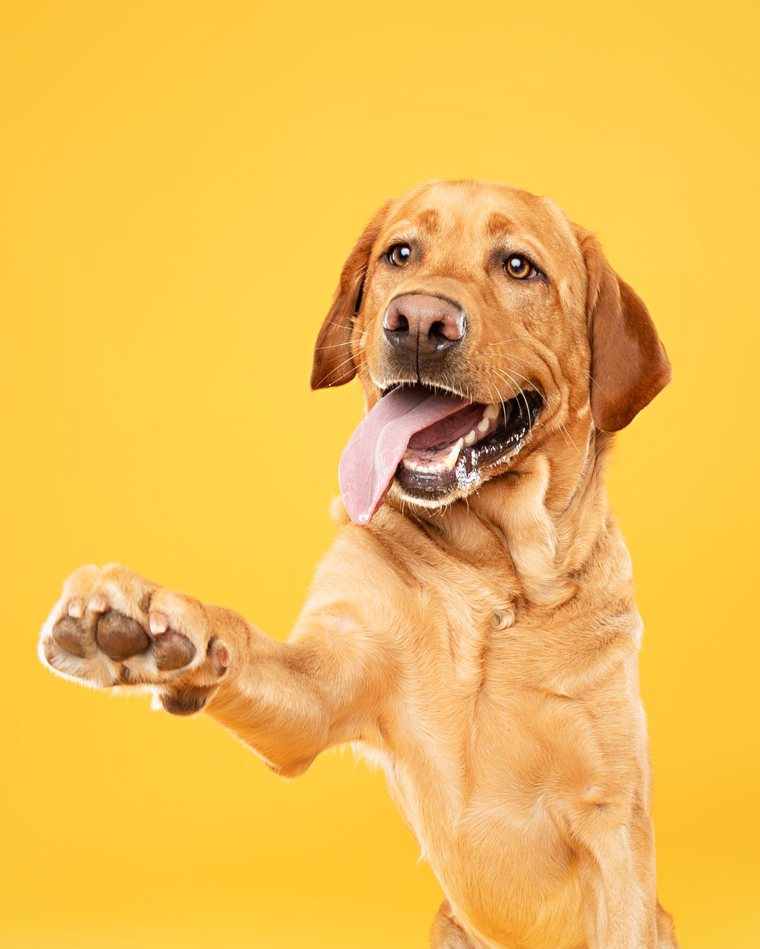 A yellow Labrador retriever puppy shown in a sequence of four playful expressions against a bright yellow background.