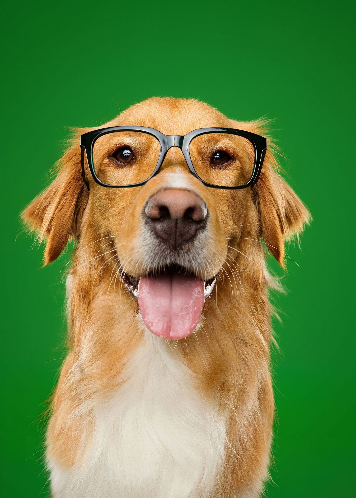 Golden retriever wearing glasses makes a series of funny expressions against a green background.