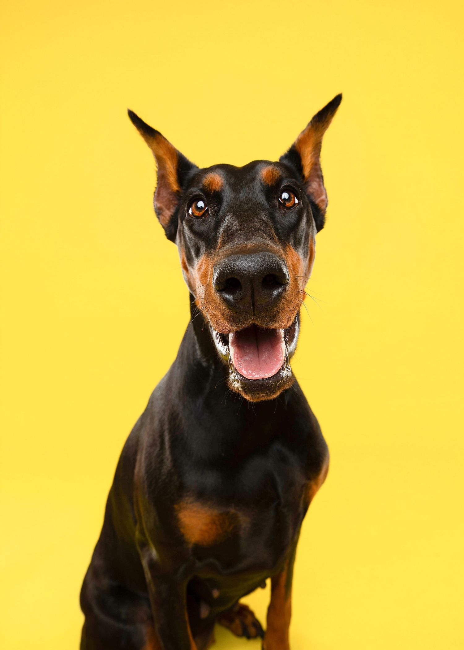 Happy Doberman dog with perked ears and open mouth poses against bright yellow background.