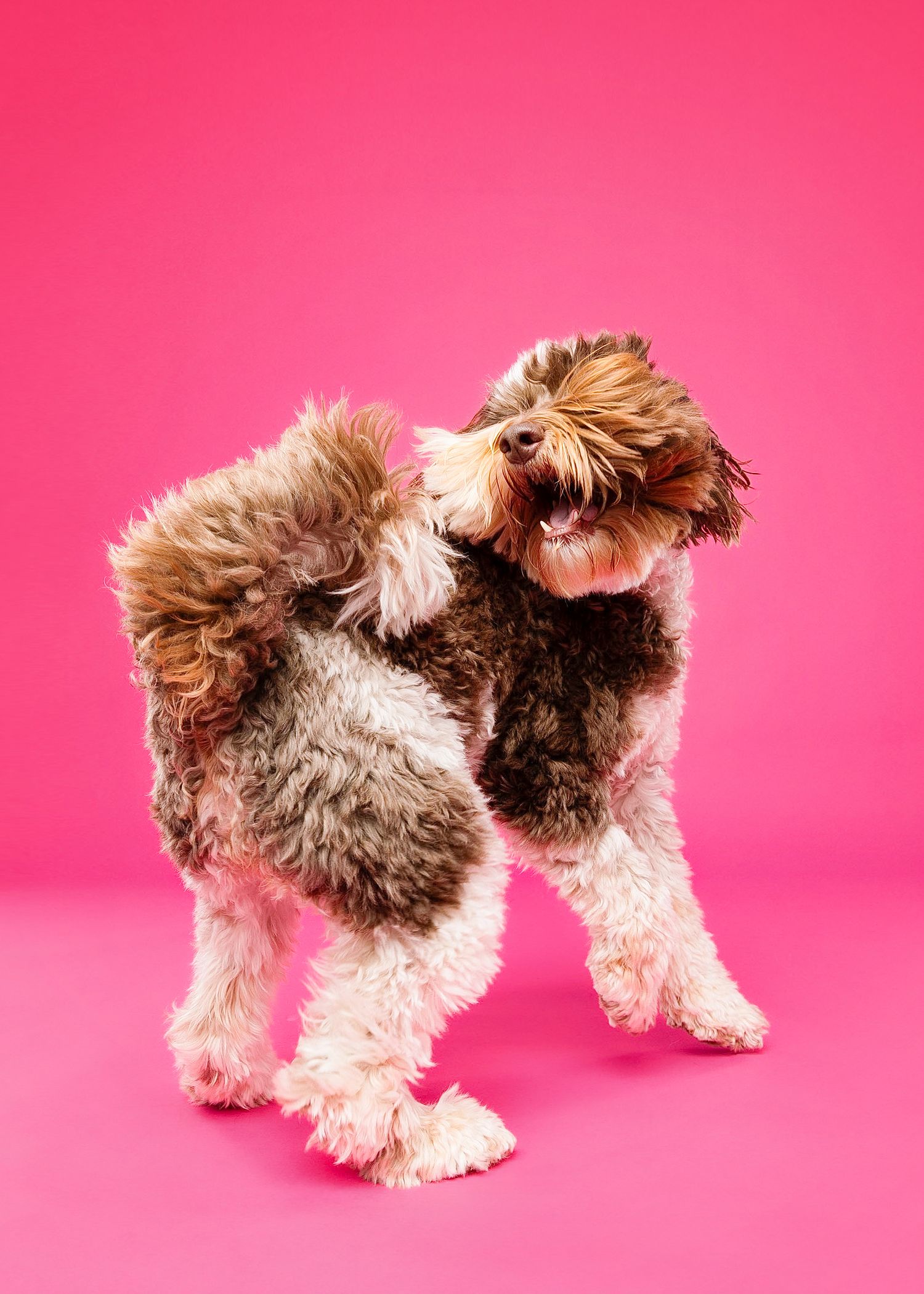A small brown and white dog walking in sequence shown in multiple poses against a bright pink background.