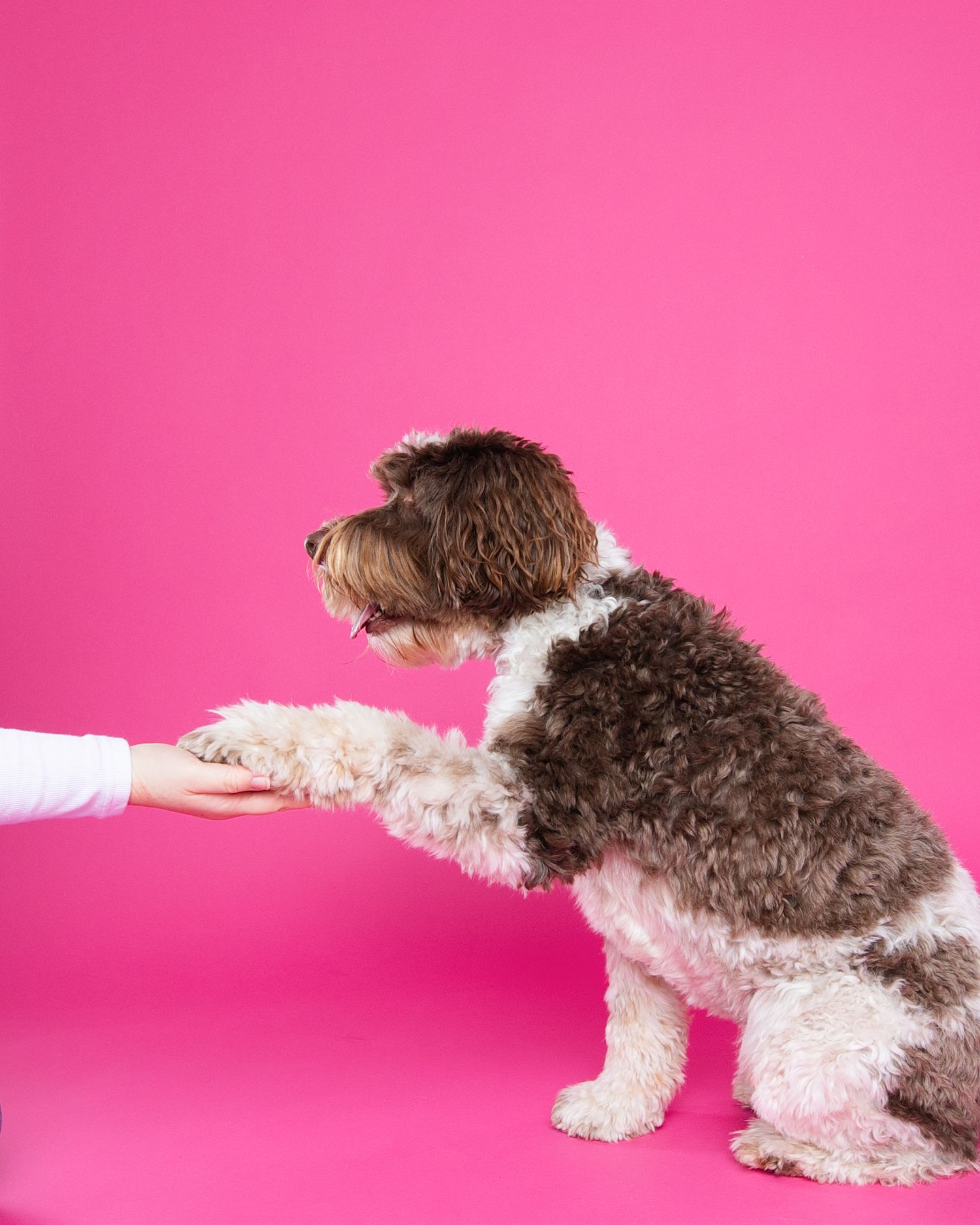 Brown and white dog playing tug-of-war with toy against pink studio background.