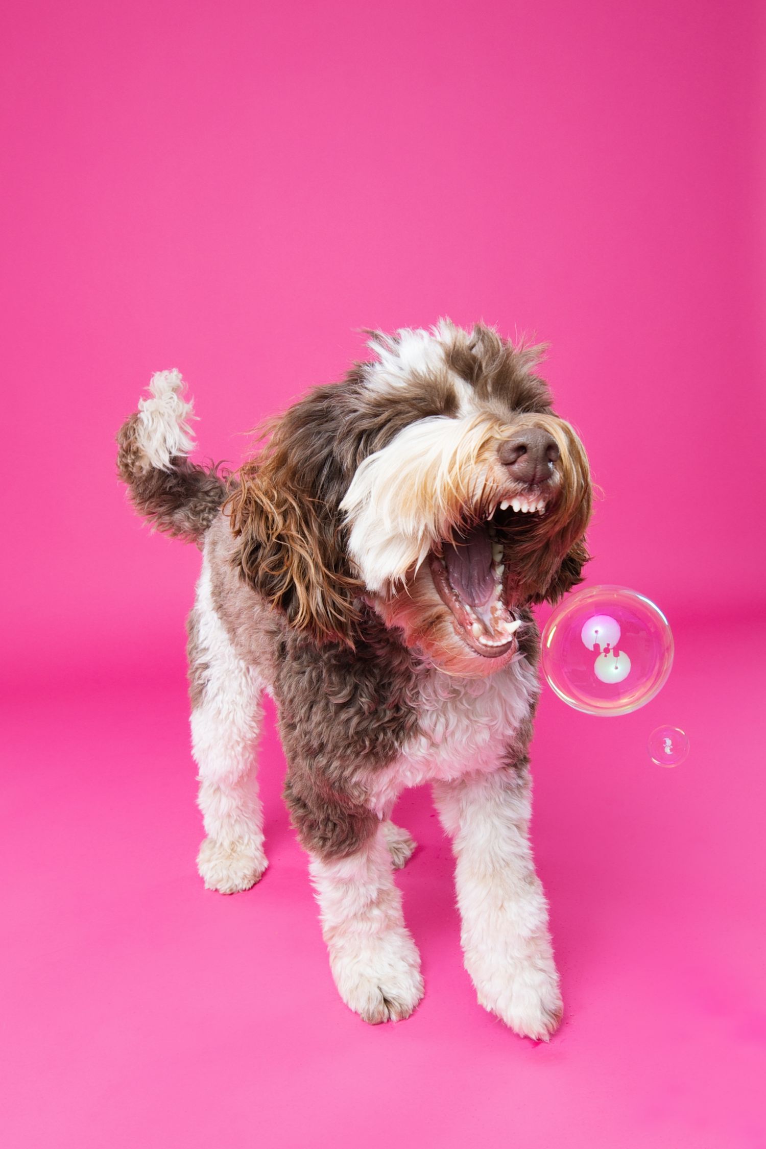 Shaggy brown and white dog playing with bubbles in sequence against pink backdrop.