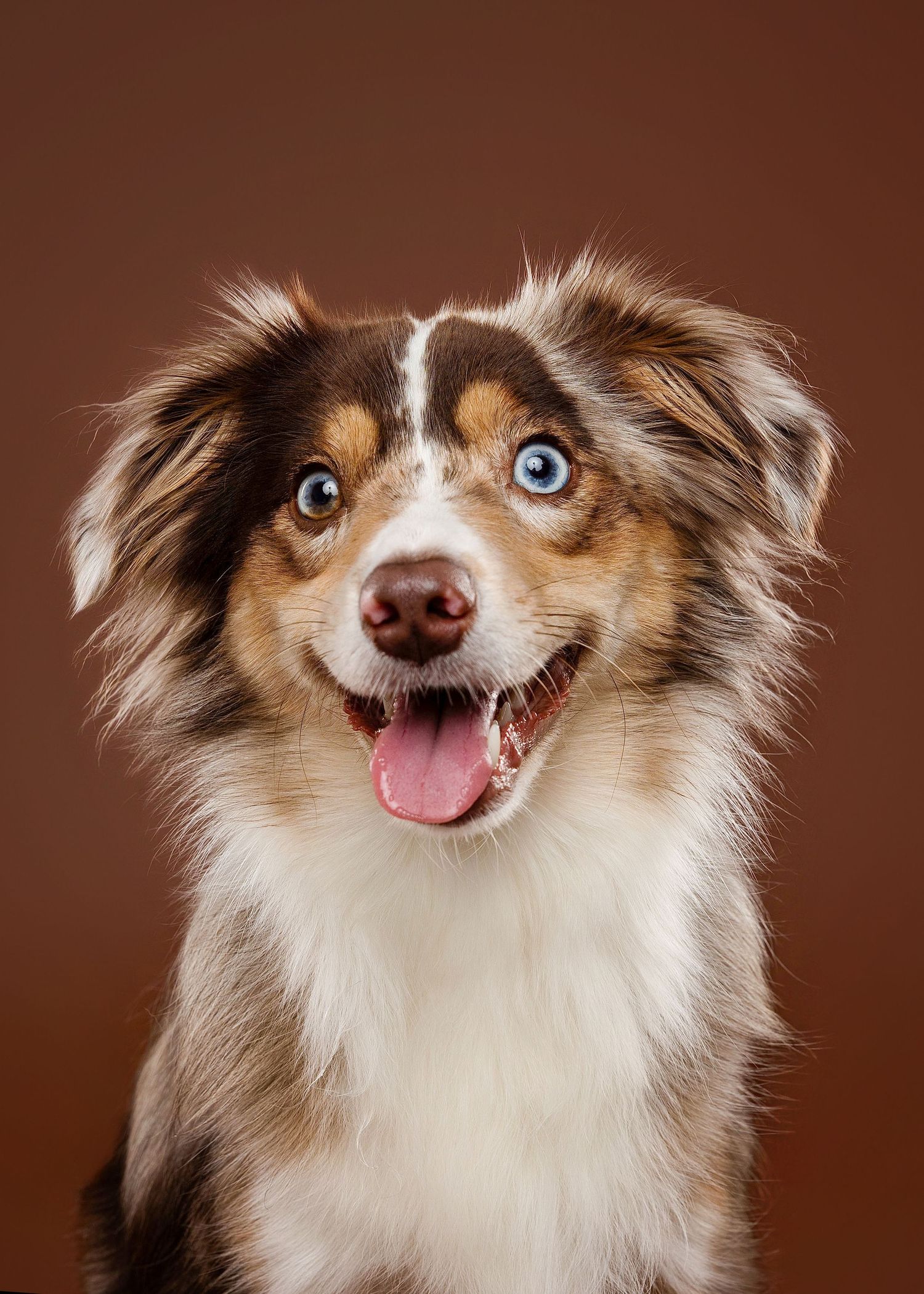 A Chihuahua dog shows a range of happy and playful facial expressions in a series of headshots against a brown background.