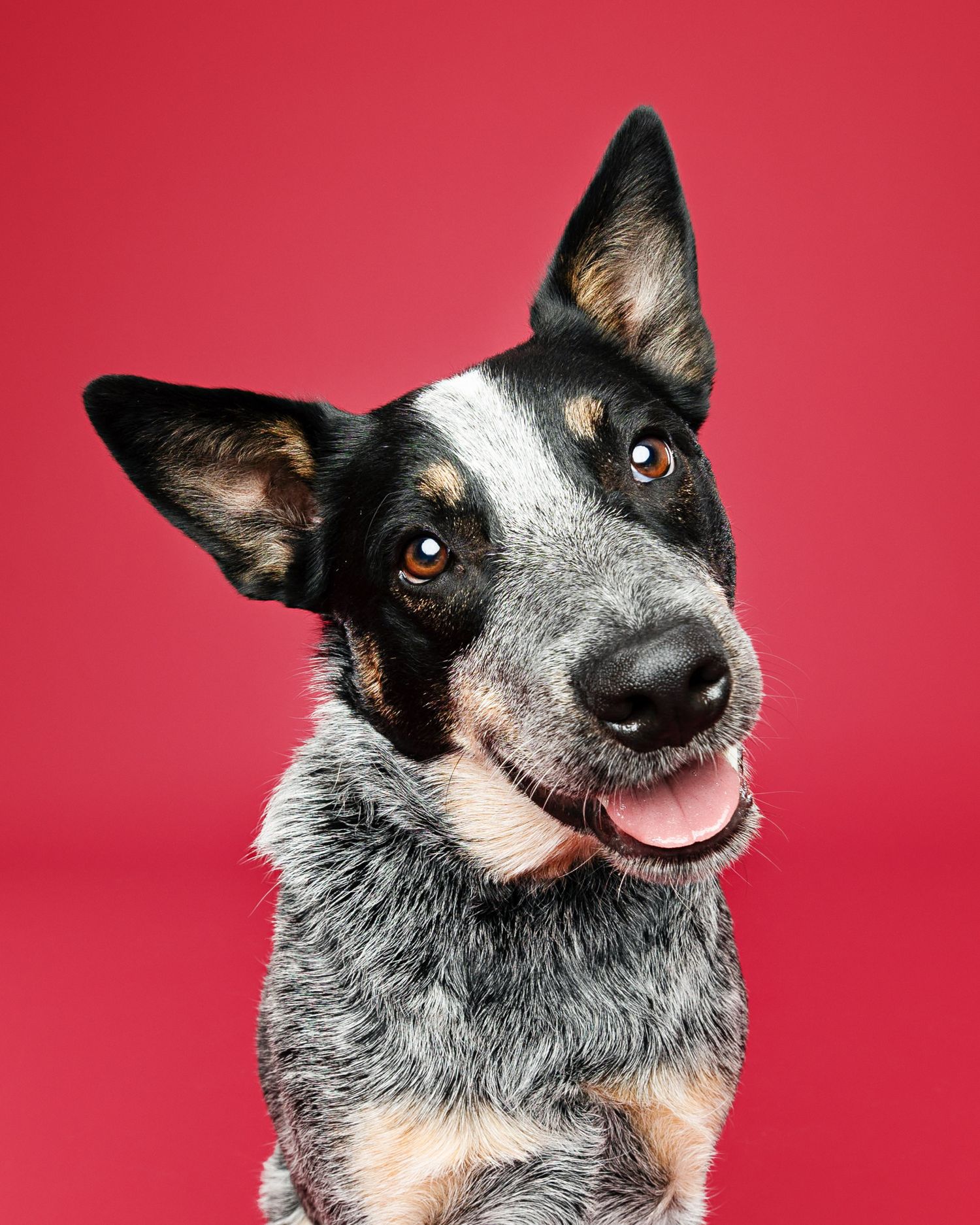 Australian Cattle Dog showing various playful expressions against red backdrop.