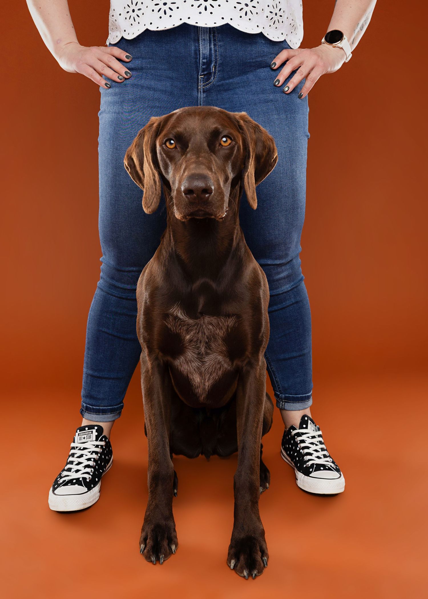 Chocolate Labrador puppy sitting at owner's feet against orange studio background.
