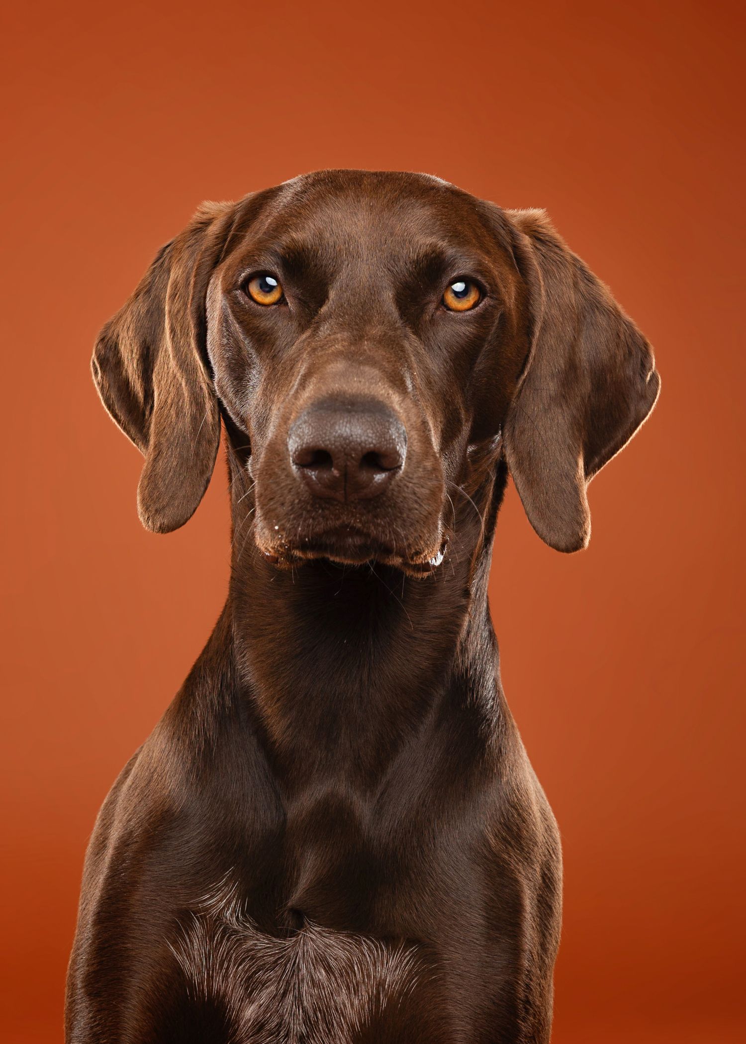 Close-up portraits of chocolate Labrador with expressive eyes against orange background.