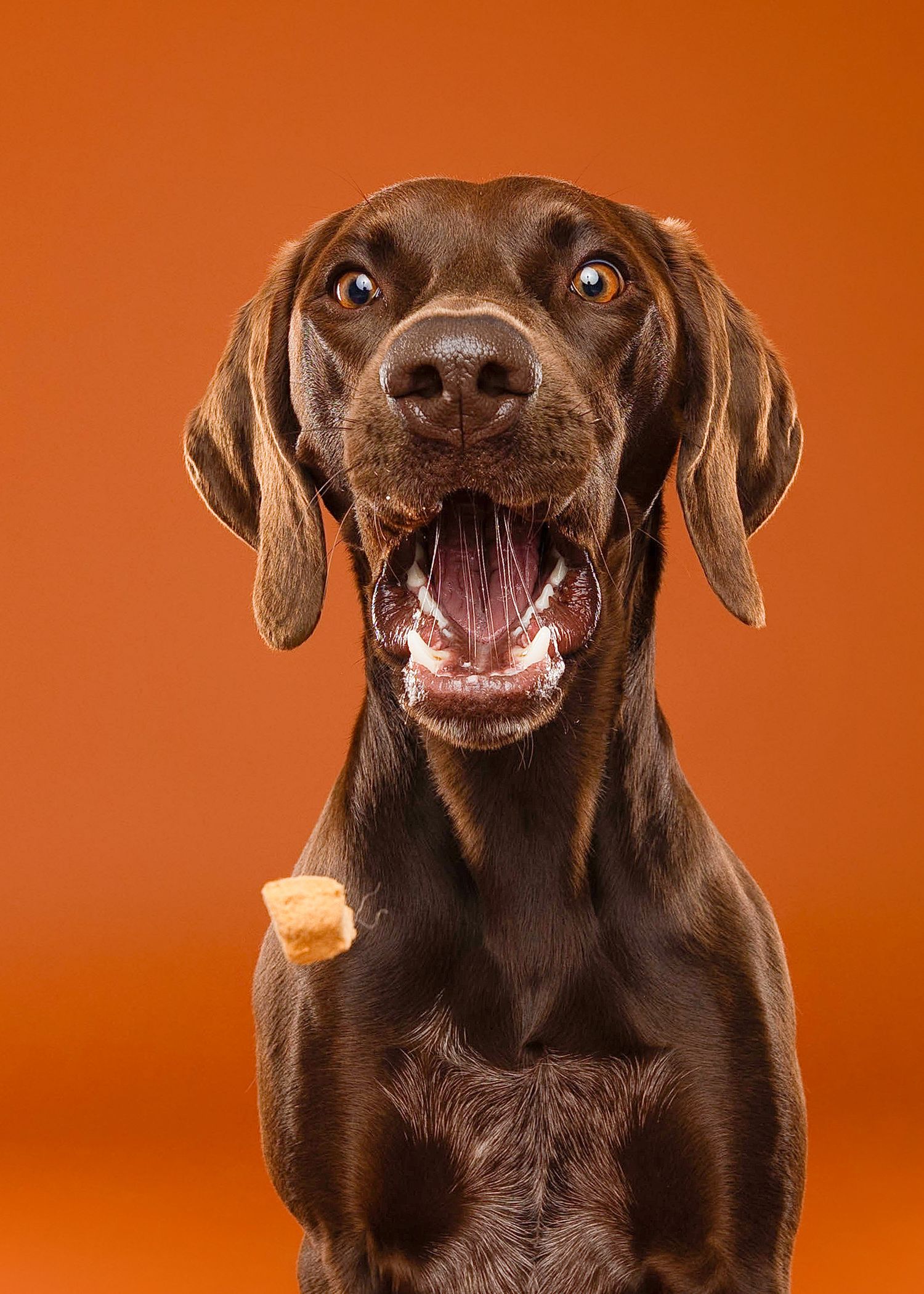 Chocolate Labrador dog making various playful facial expressions against an orange background in a photo series.