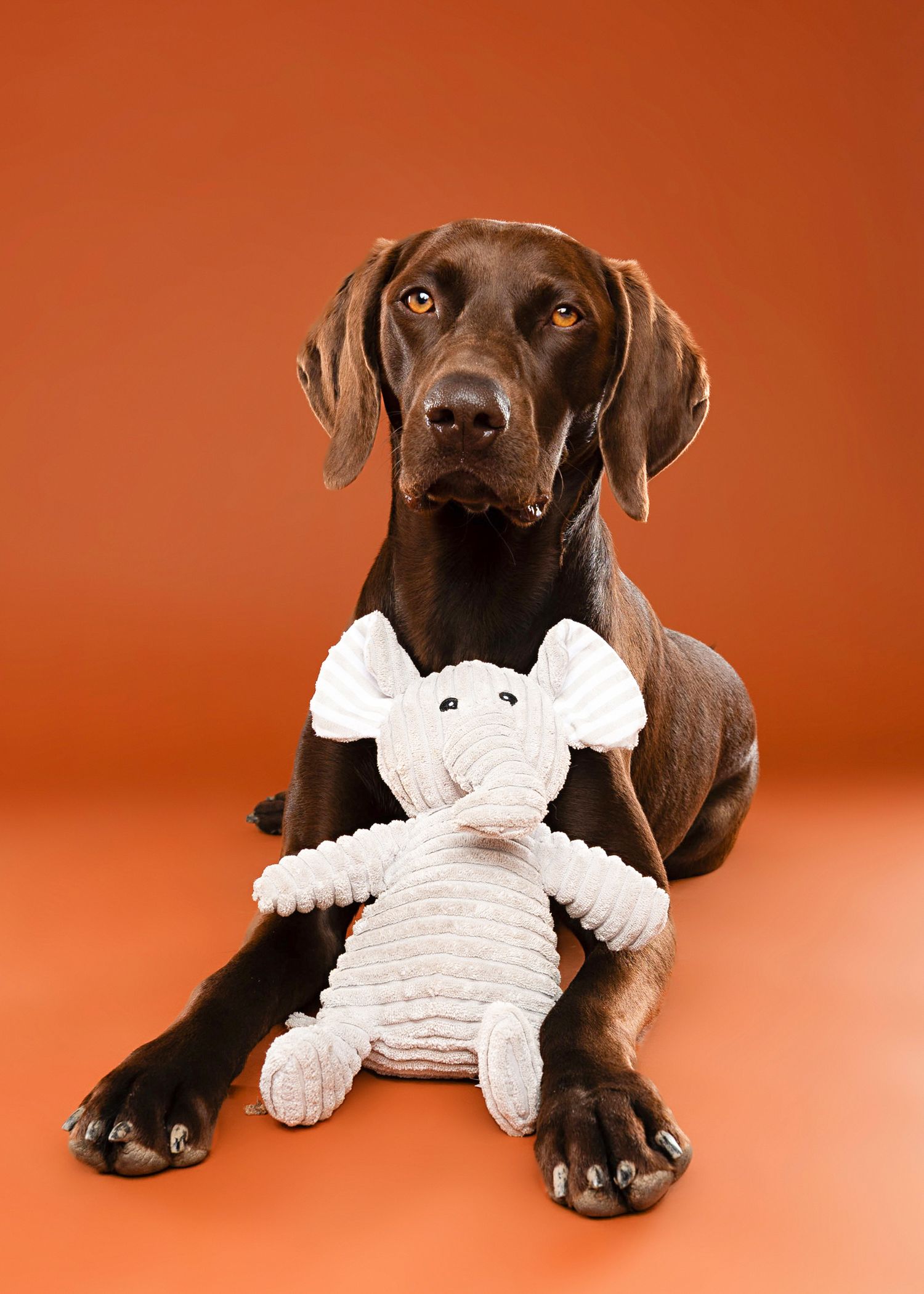Chocolate Labrador puppy lying down with a white plush toy in its mouth against an orange background.