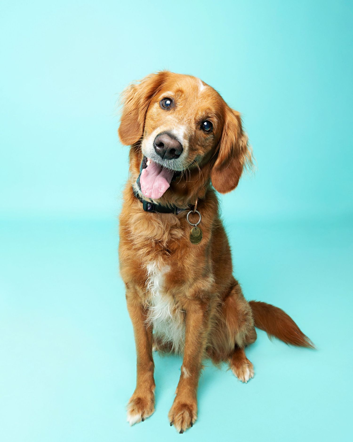 Golden retriever mix dog posing playfully on turquoise studio background.