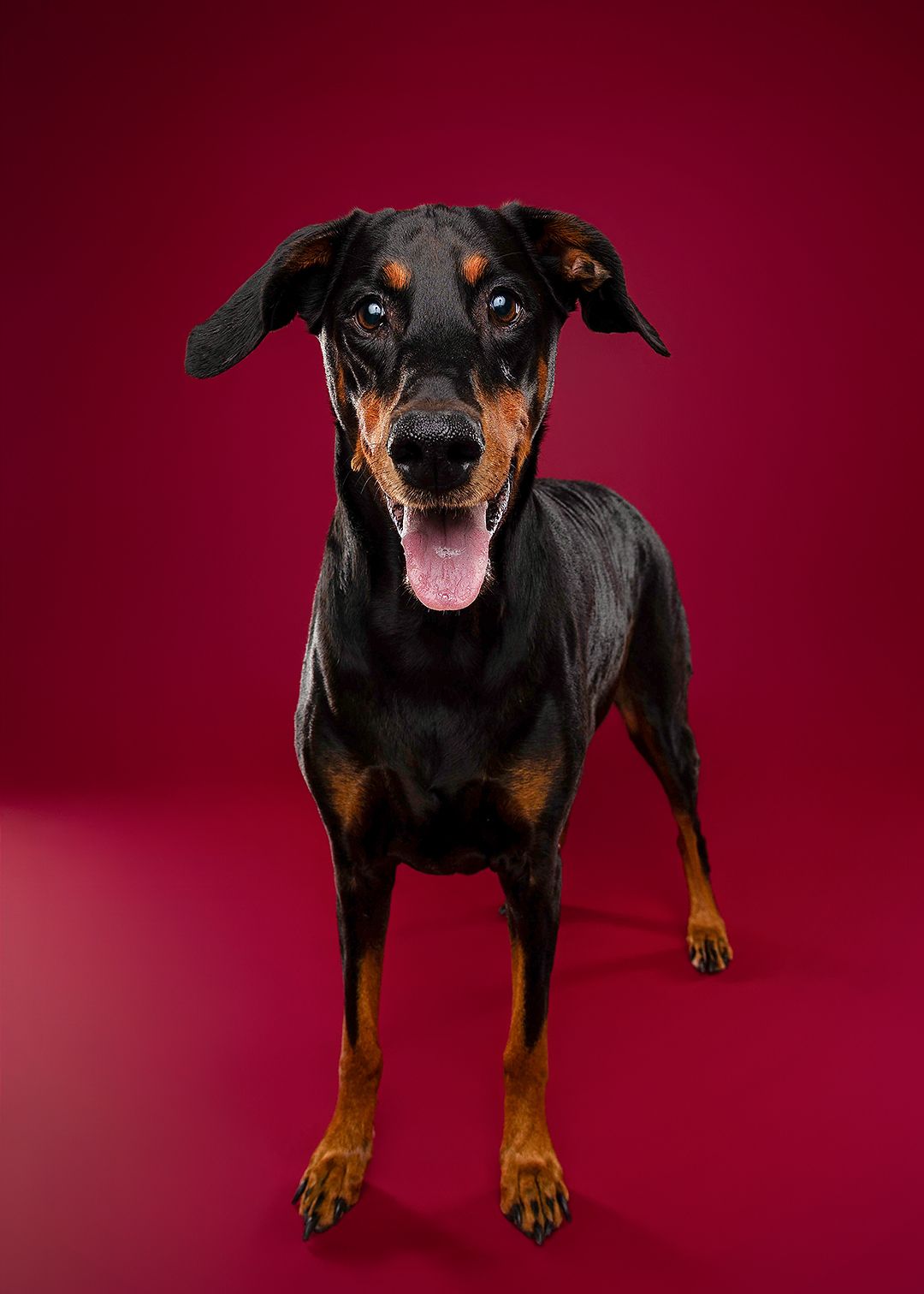 Black and tan Rottweiler dog posing against a deep red studio background.