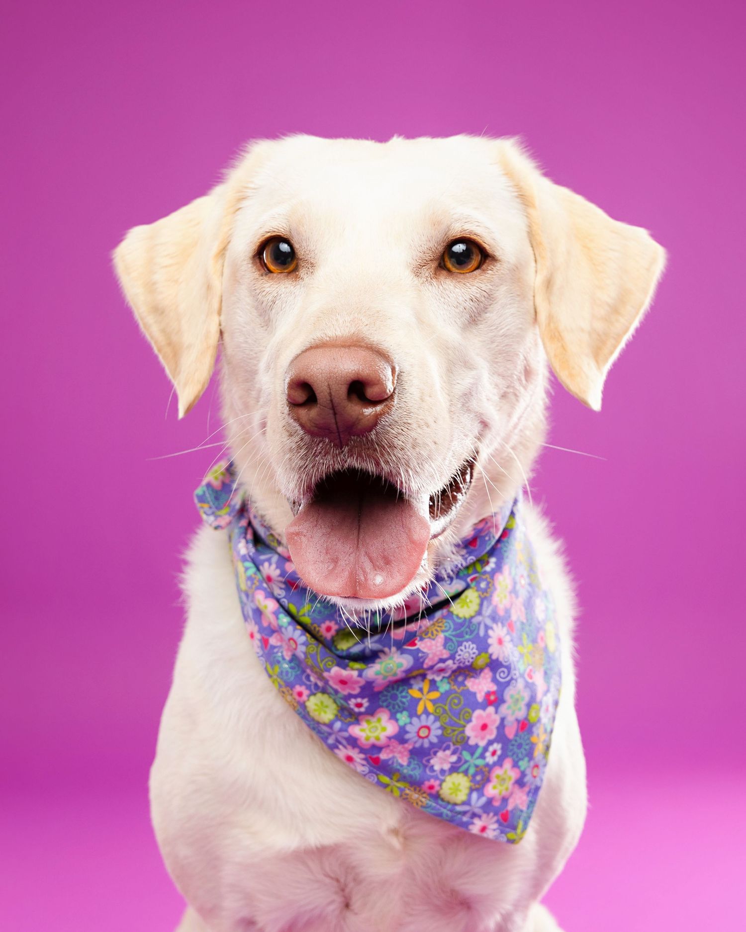Happy white dog wearing colorful floral bandana poses against pink background.
