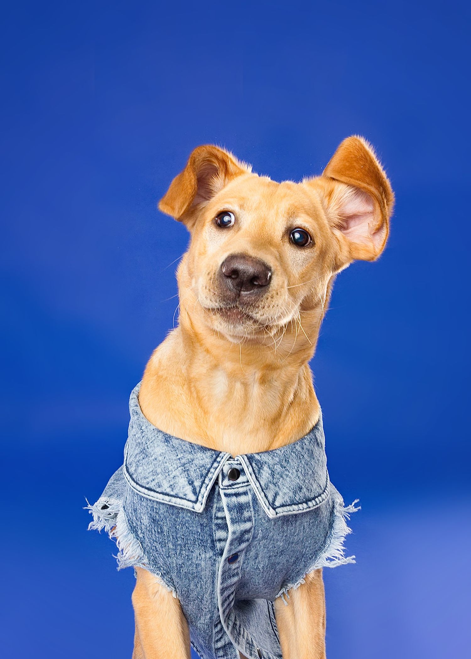 Small tan Chihuahua mix dog wearing distressed denim vest poses against bright blue background.