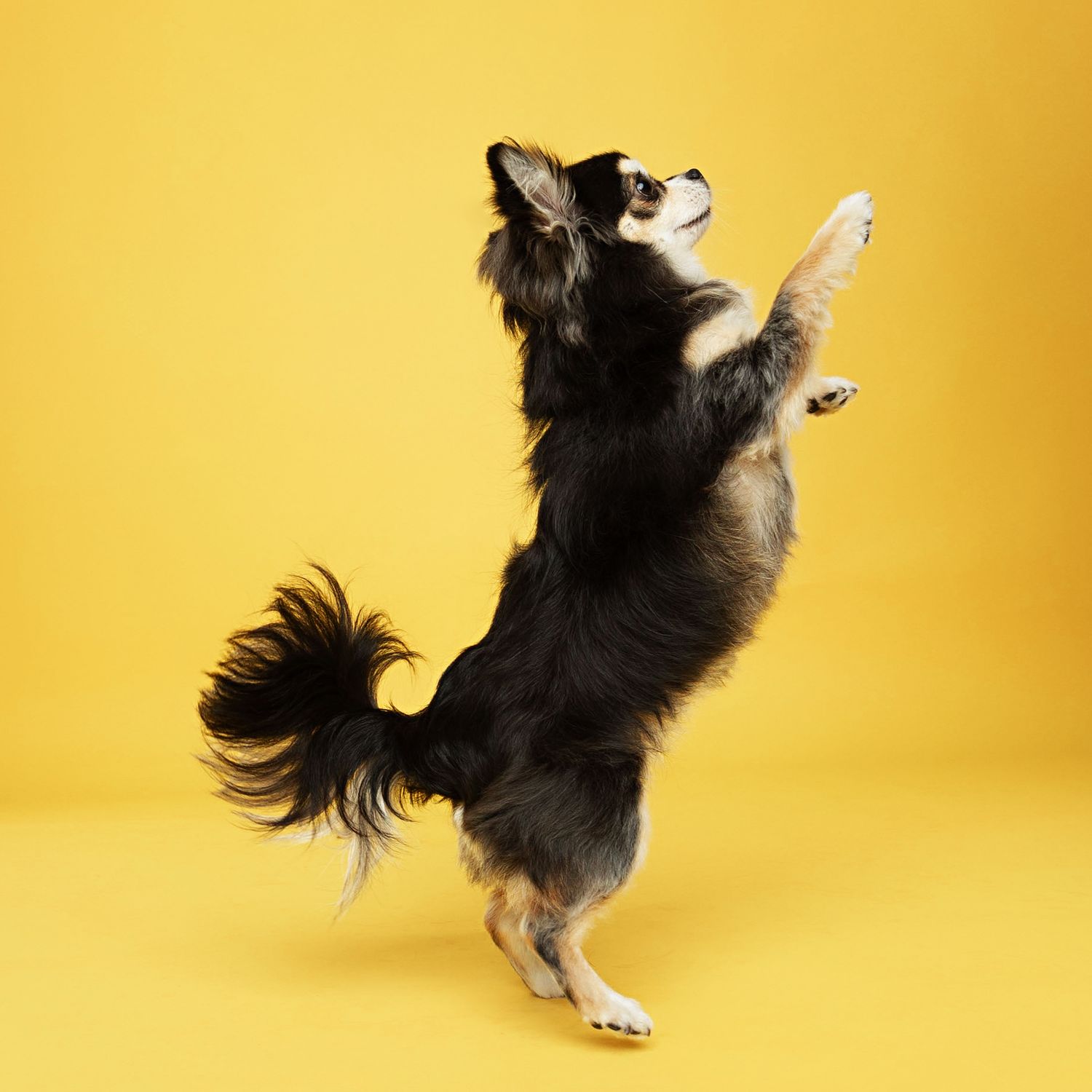Energetic Chihuahua mix dog jumping and playing against a bright yellow background.