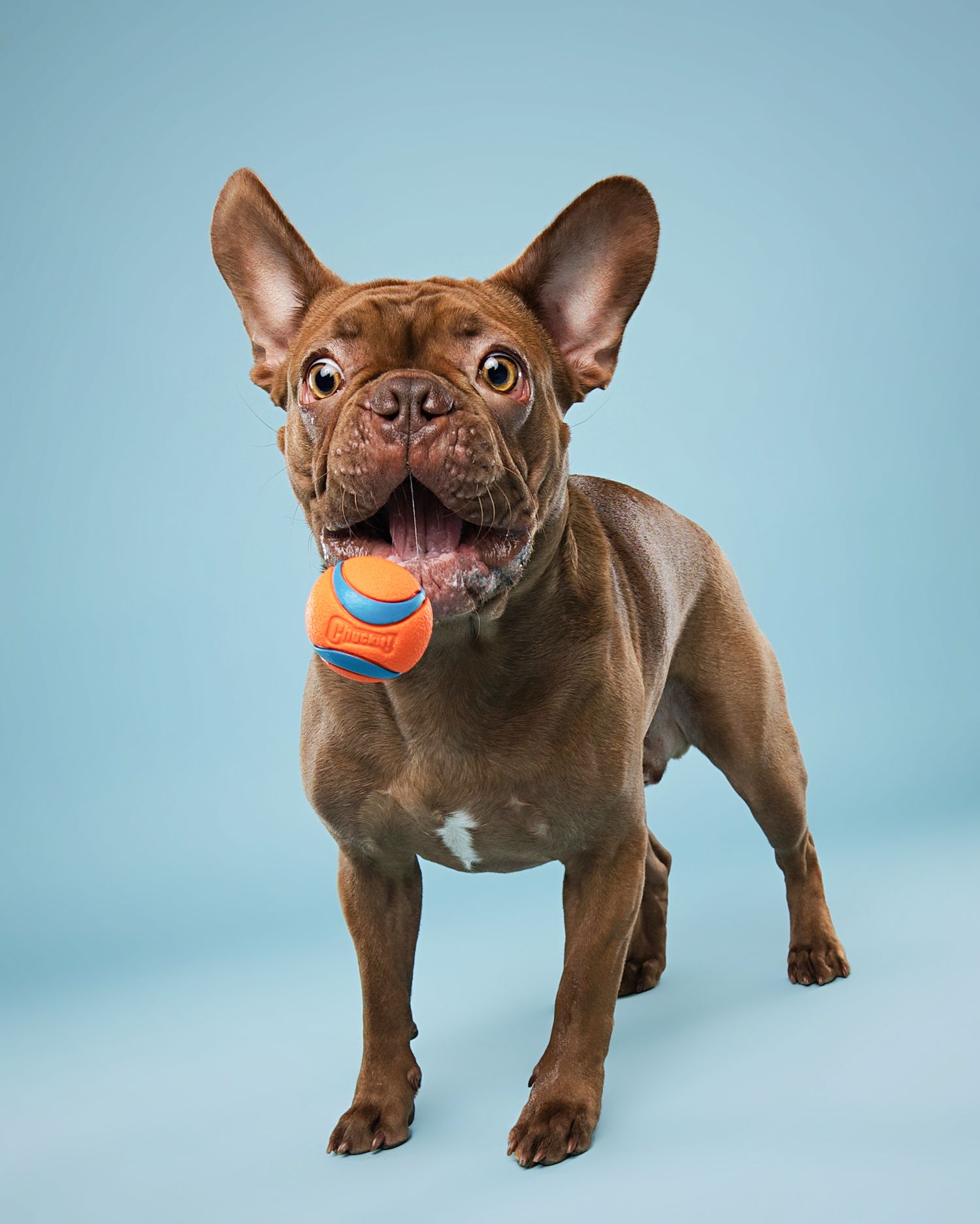 French Bulldog puppy playing with orange ball against light blue background.
