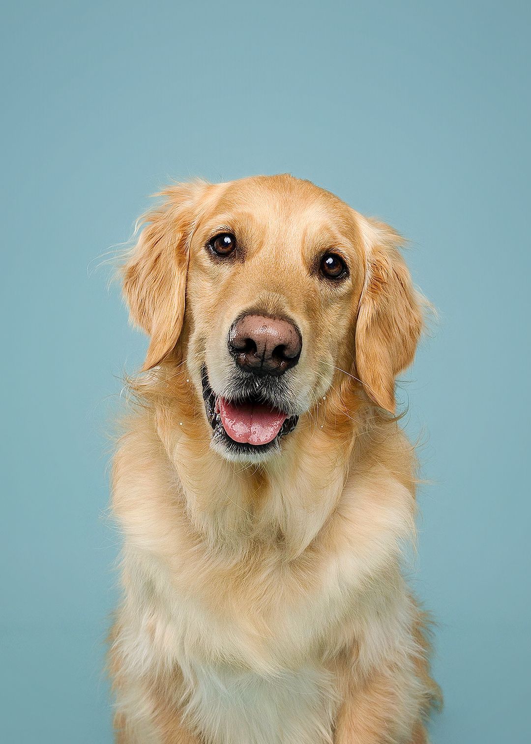Golden retriever shows five different happy and playful facial expressions against a blue studio background.