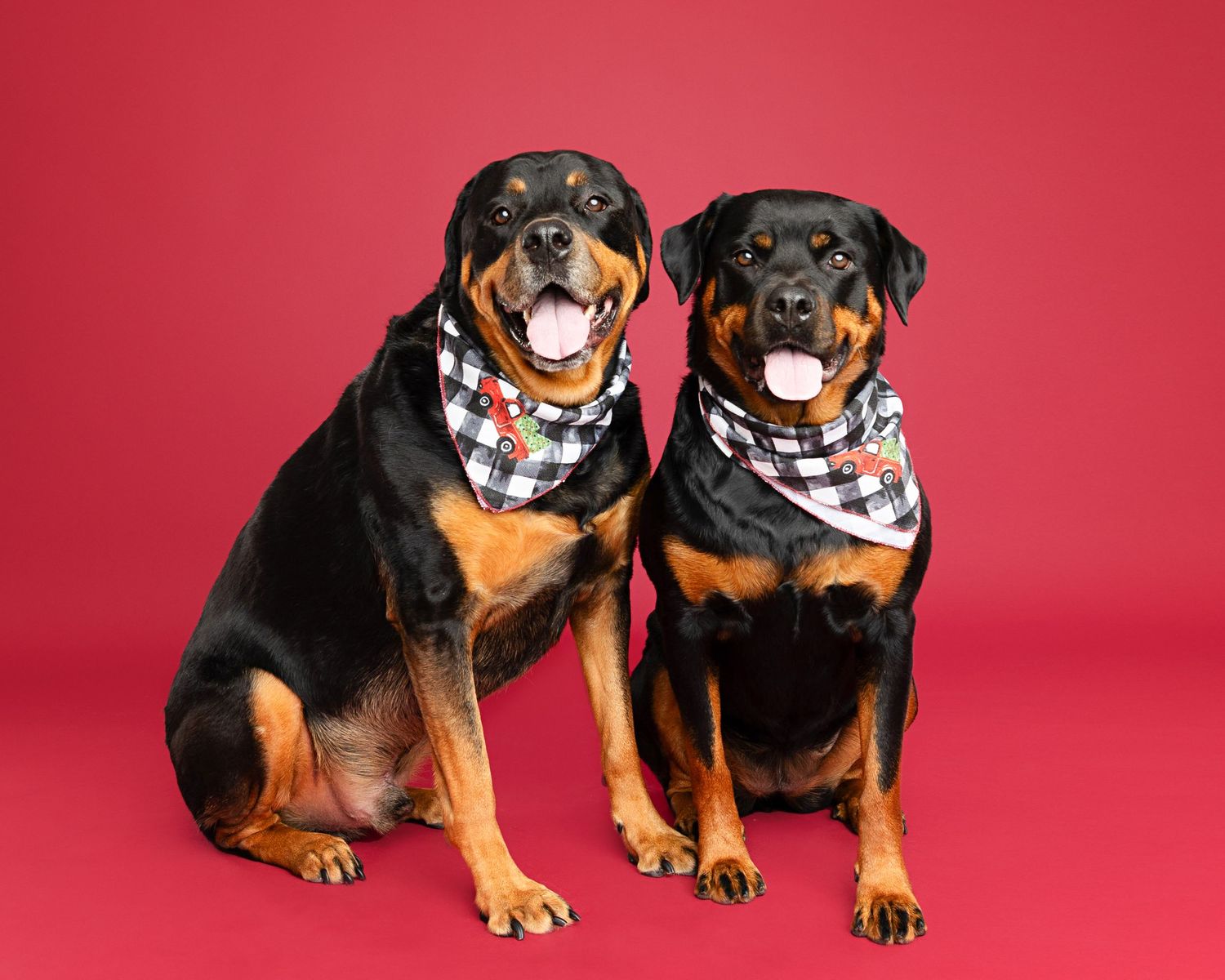 Two Rottweilers wearing matching checkered bandanas pose together against red background.