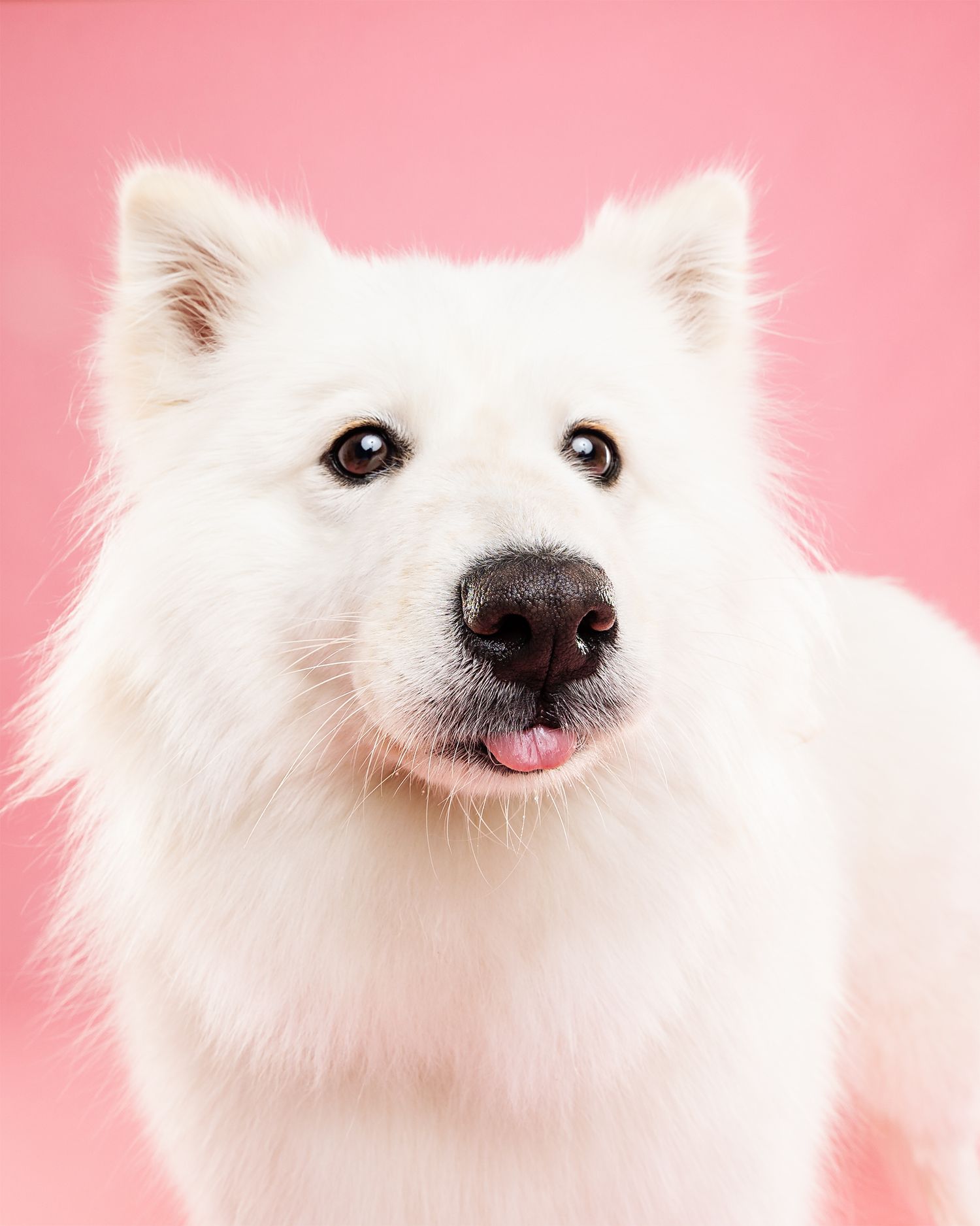 White fluffy dog with gentle expression against pink background.