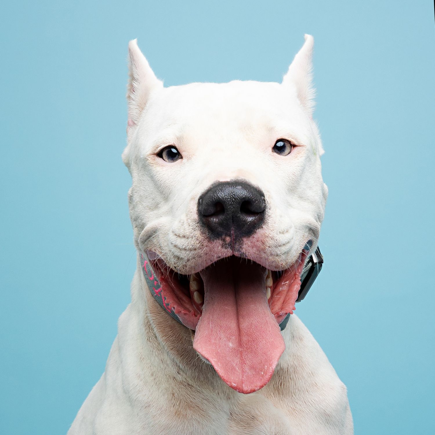 Happy white pit bull dog with mouth open and tongue out against blue background.
