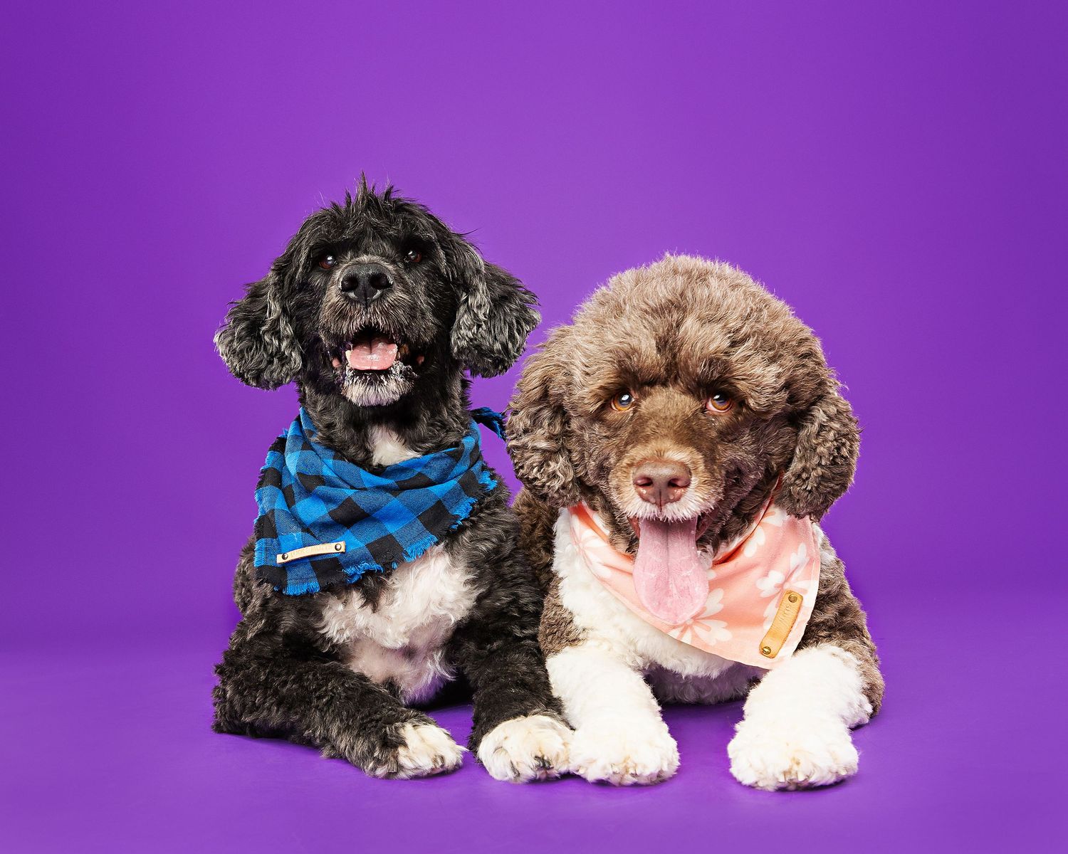 Two fluffy dogs wearing bandanas pose together against a purple background.