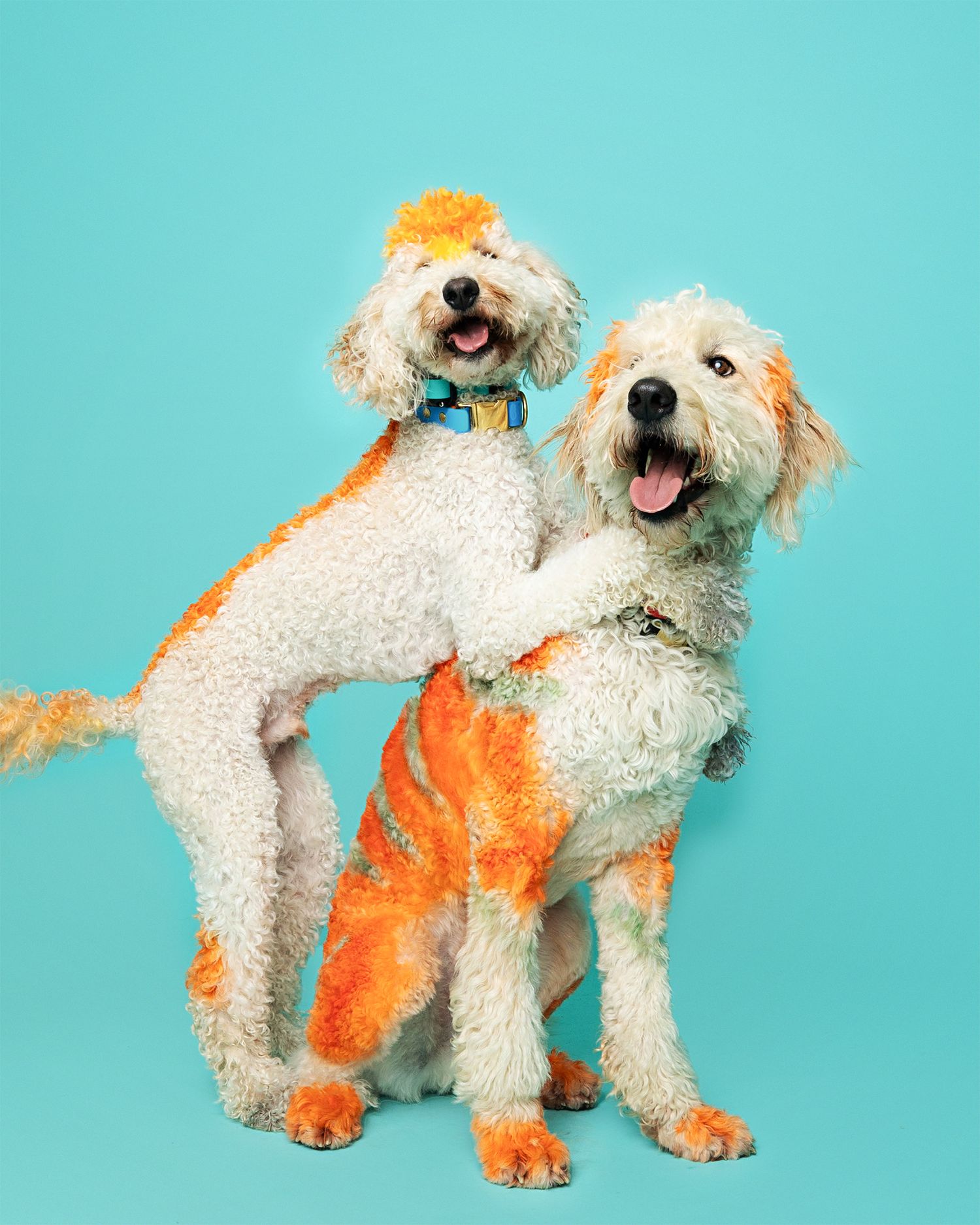 Two happy poodle mixes with orange-dyed fur play together against a turquoise backdrop.