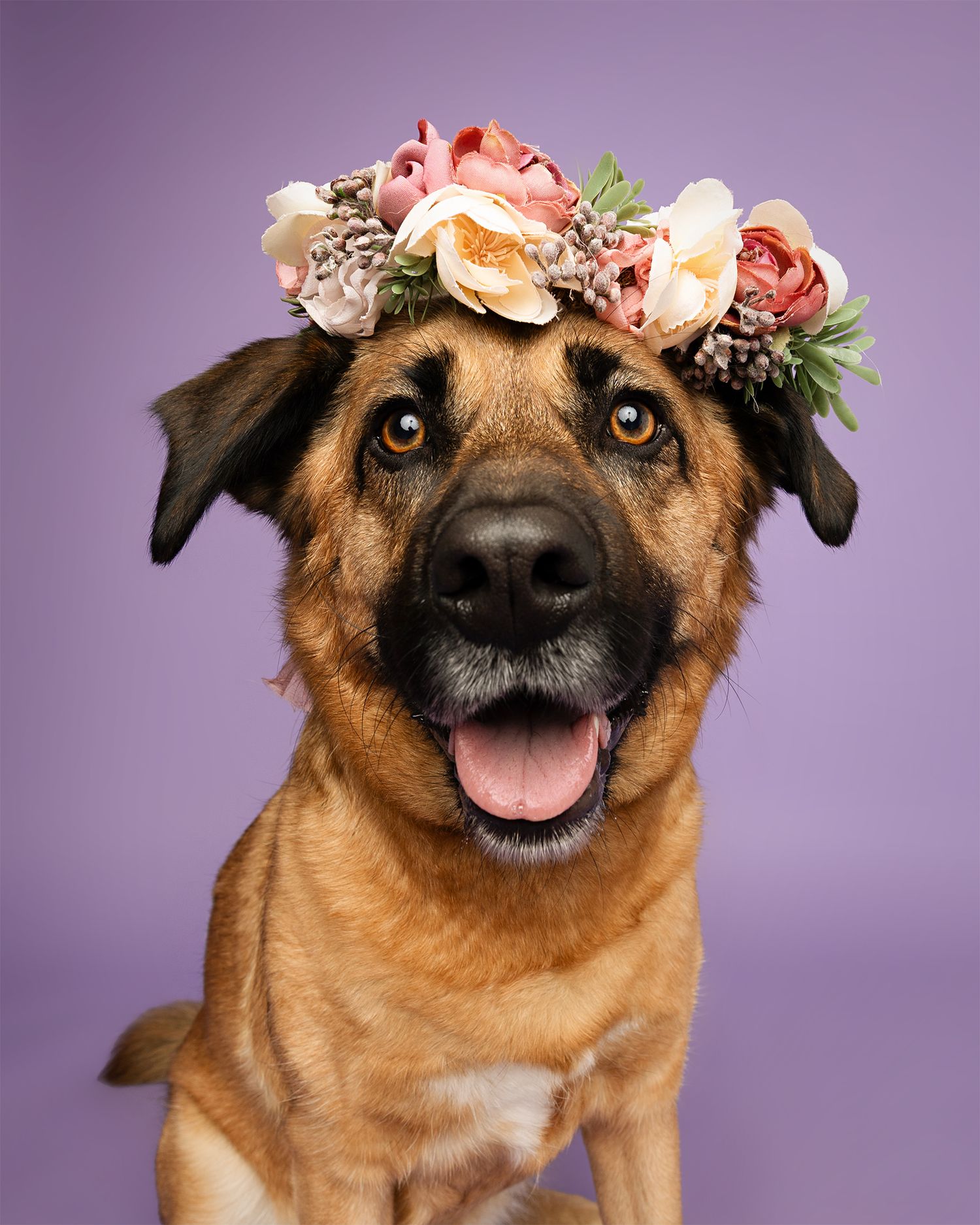 German Shepherd mix wearing floral crown poses expressively against purple background.