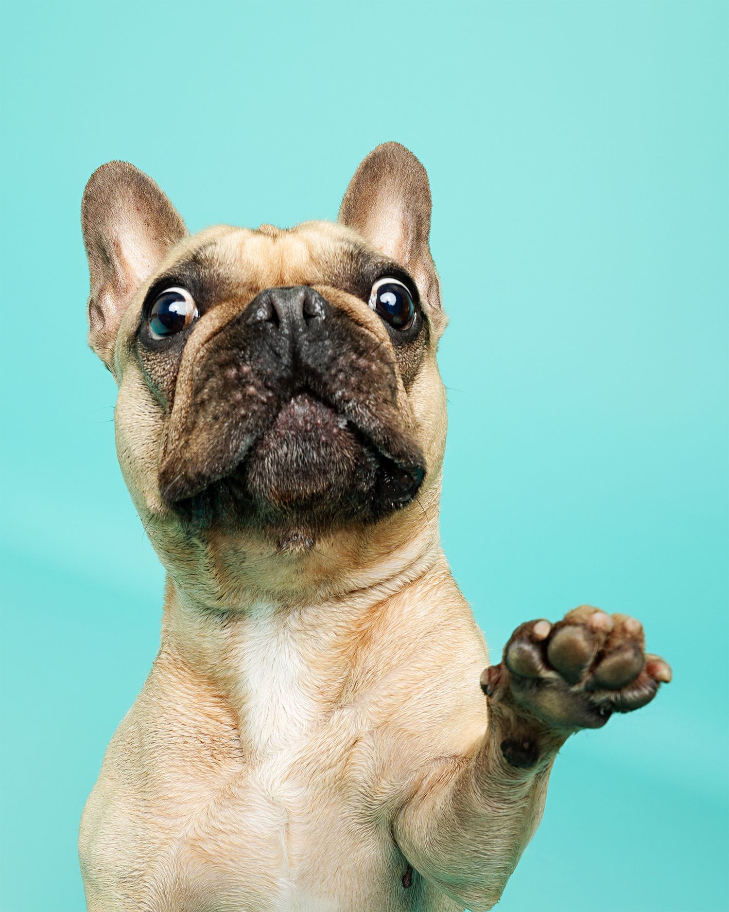 French Bulldog raising paw with wide-eyed expression against turquoise background.