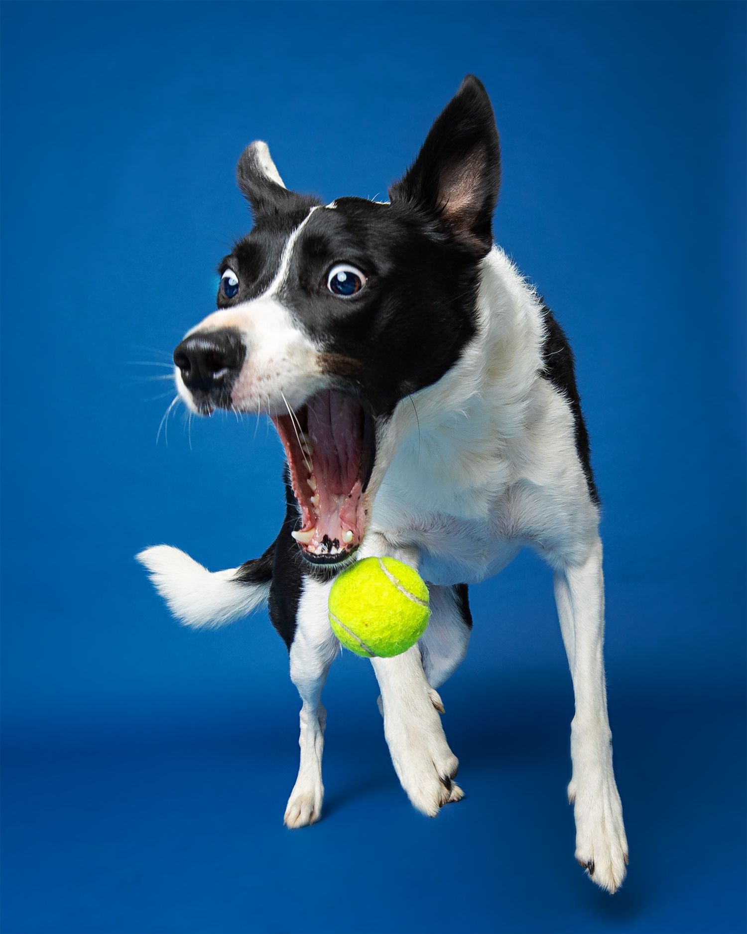 Black and white dog catching yellow tennis ball on blue background.
