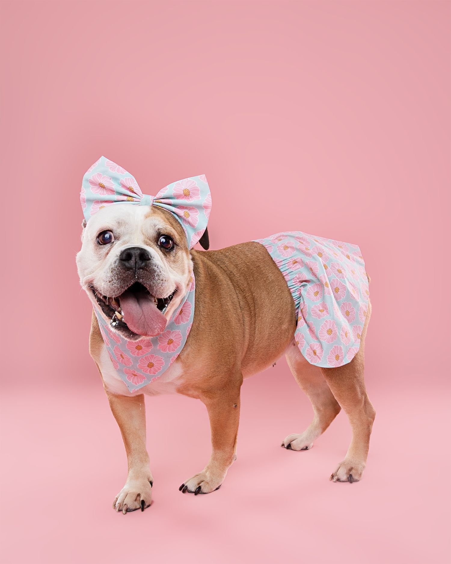English bulldog wearing white and blue polka dot bows posing on pink background.
