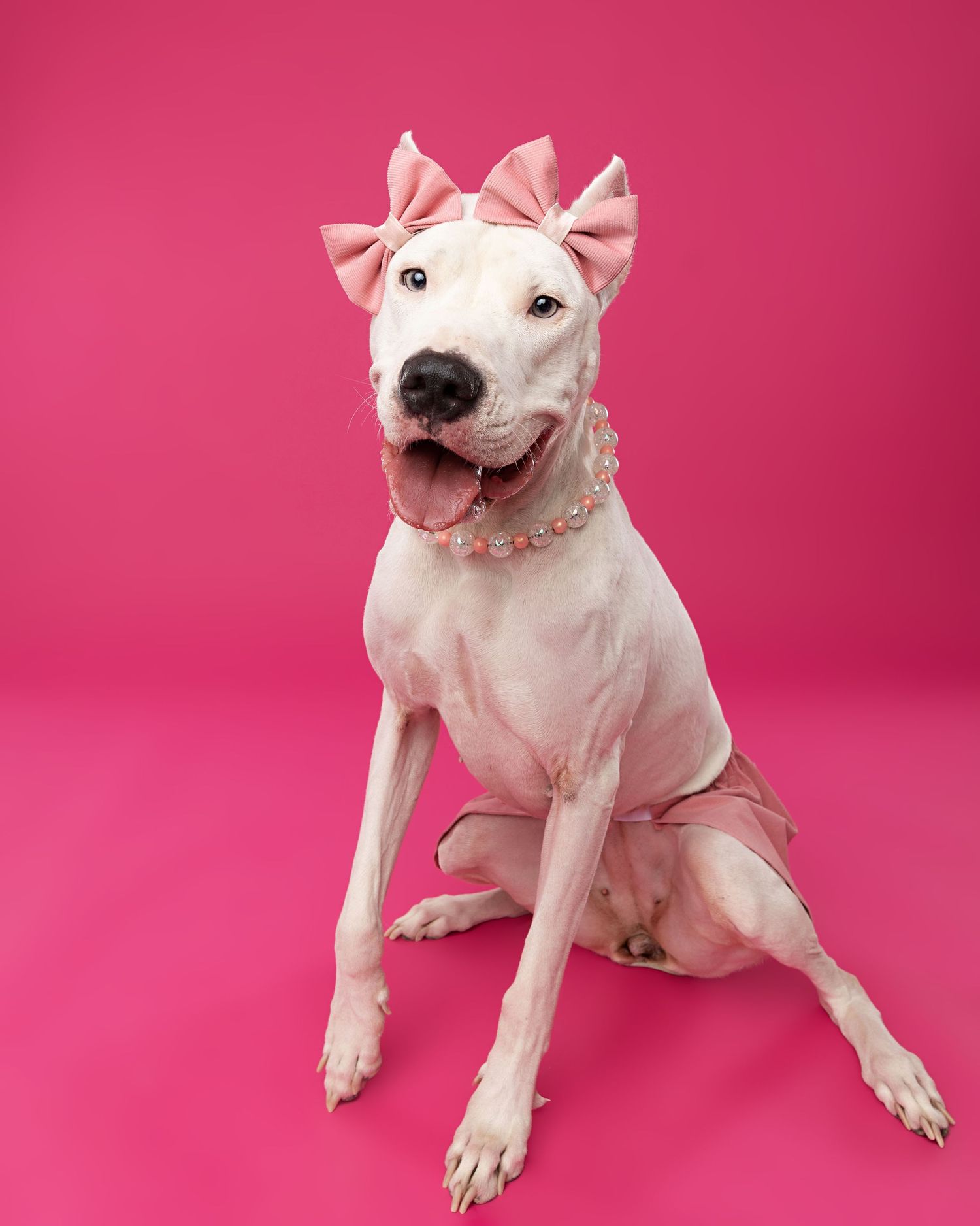White bull terrier dog showing different playful poses against bright pink background.