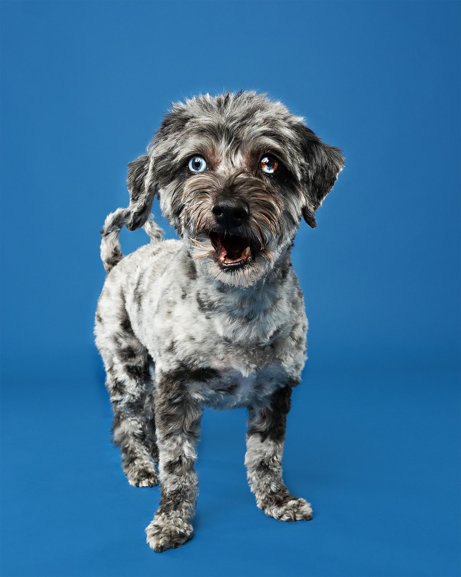 A scruffy grey terrier mix with wide eyes poses against a blue background.