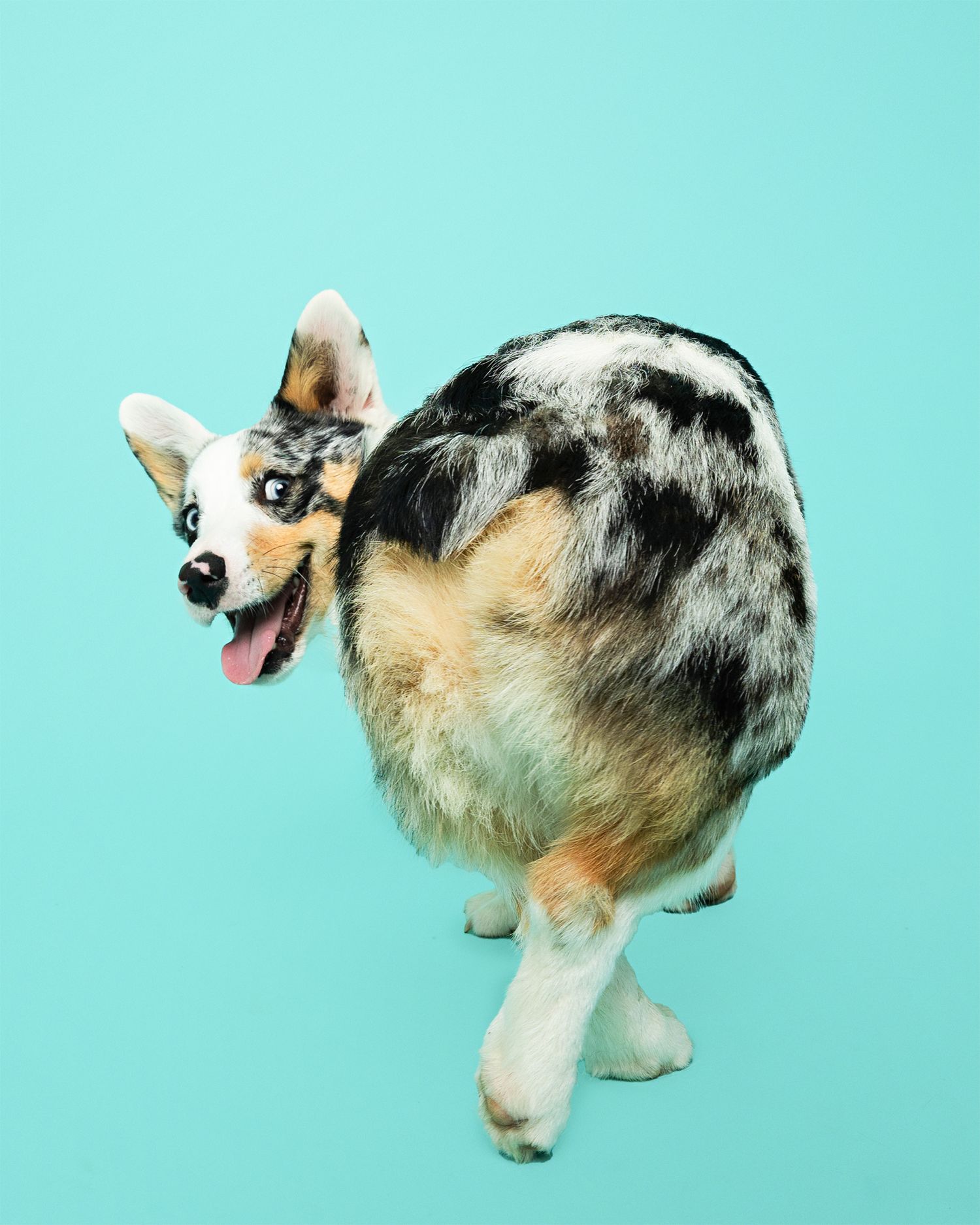 Merle corgi dog looking back playfully against turquoise background.