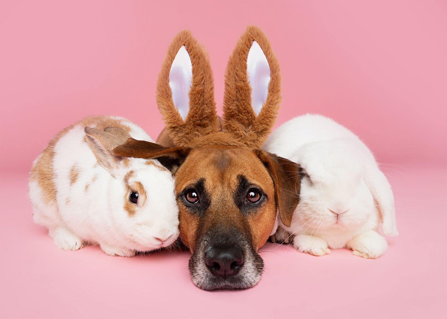 Playful puppy laying down amid pink backdrop shows different facial expressions.